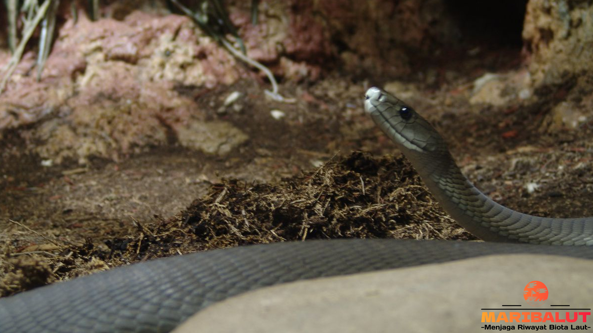 Mengenal Ular Mamba: Salah Satu Ular Paling Mematikan di Dunia