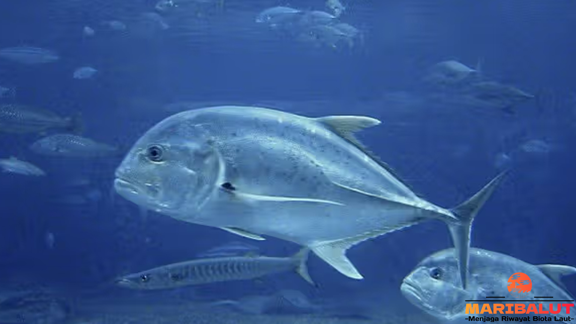 Ikan Kuwe: Antara Keindahan Alam Laut dan Kekuatan Predator
