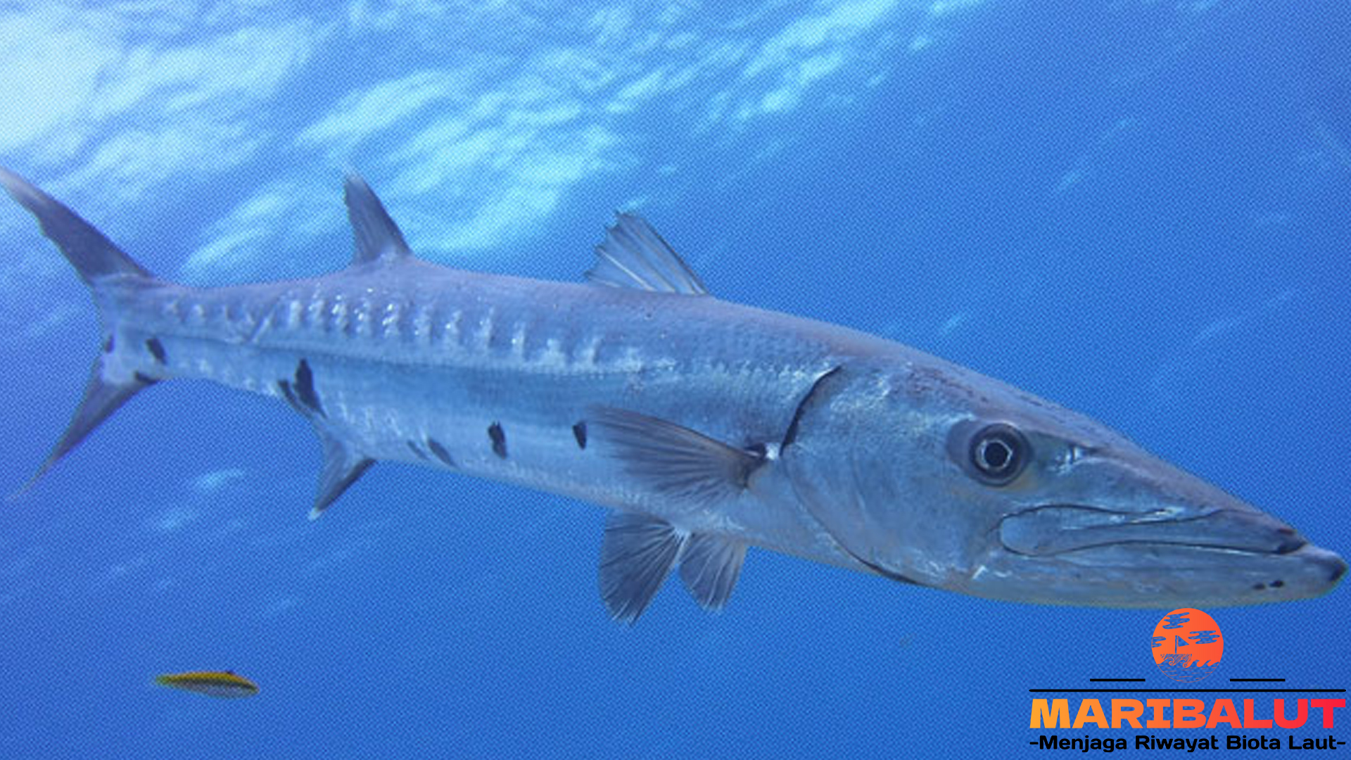 Ikan Barakuda: Predator Laut dengan Kecepatan Mematikan