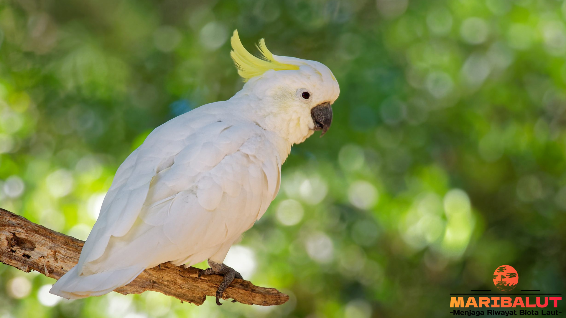 Kakatua: Antara Mitologi dan Kenyataan Burung yang Memikat