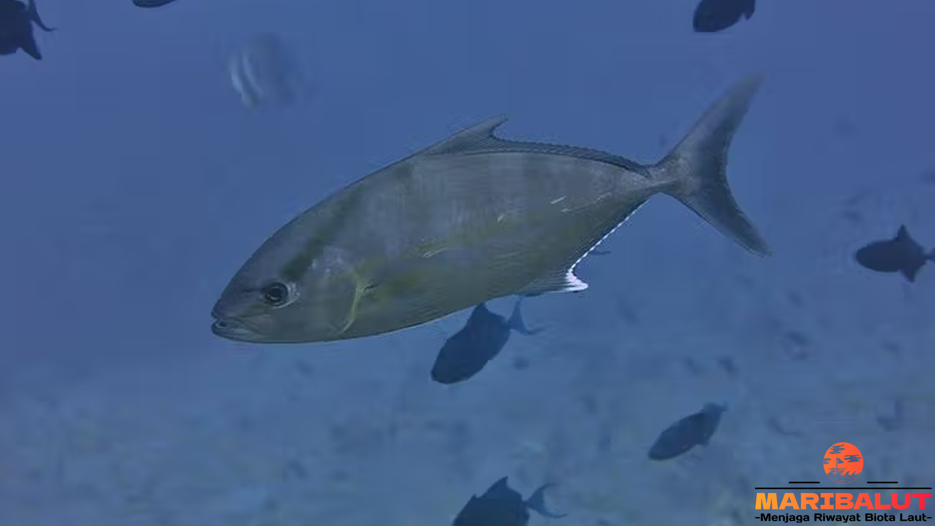 Ikan Kuwe: Antara Keindahan Alam Laut dan Kekuatan Predator