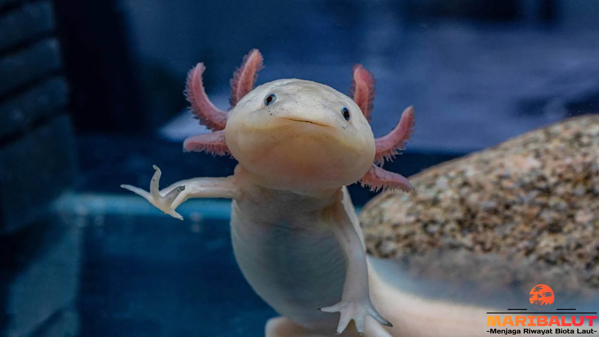Axolotl: Hewan dengan Kemampuan Regenerasi Luar Biasa