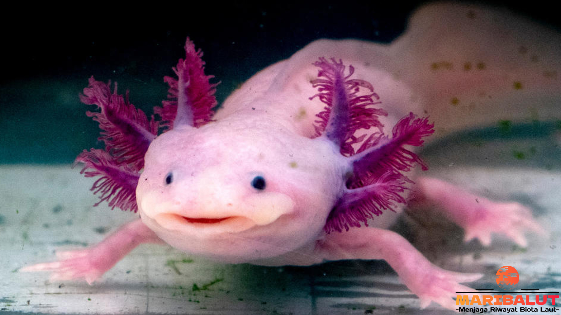 Axolotl: Hewan dengan Kemampuan Regenerasi Luar Biasa