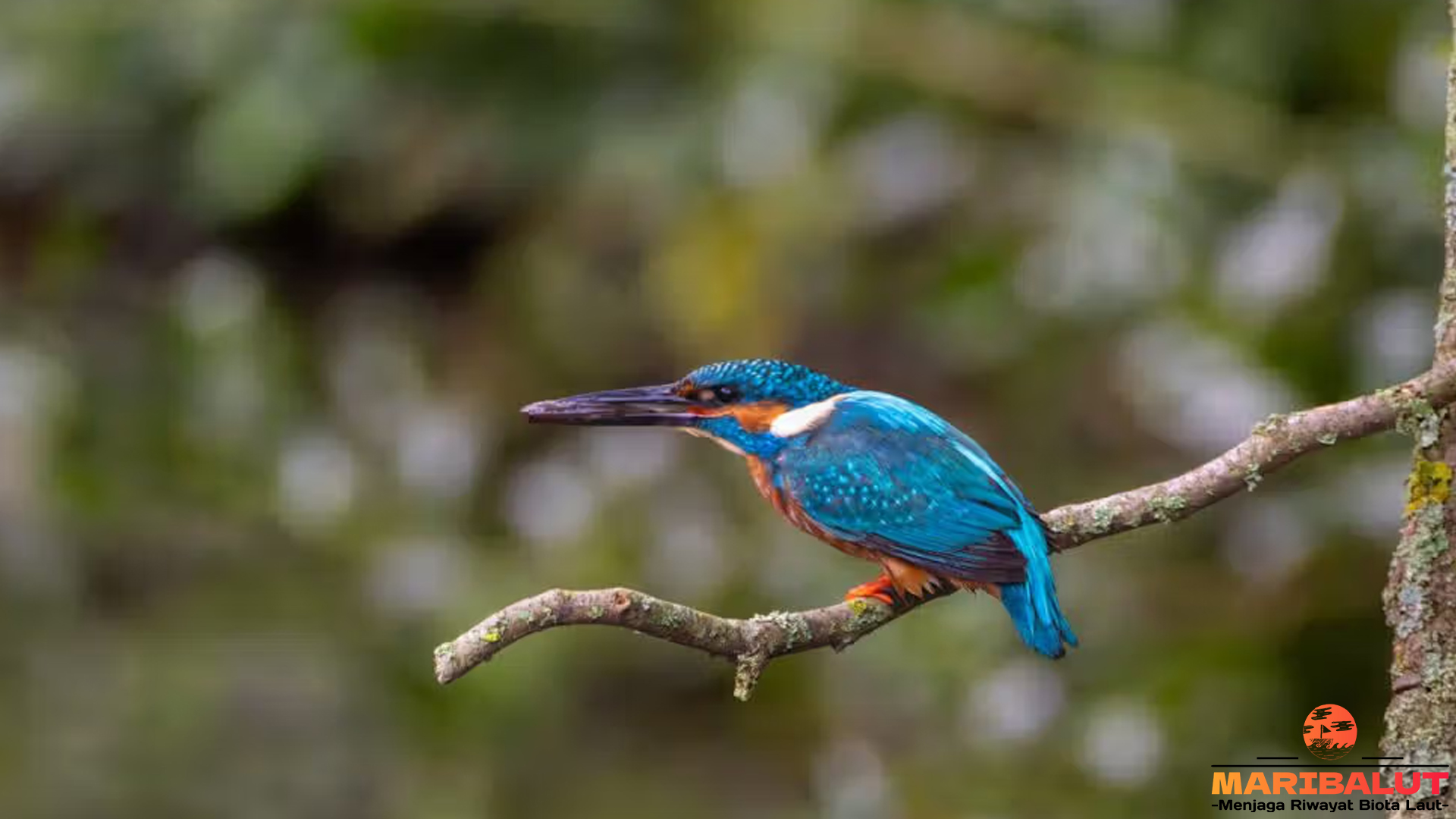 Burung Raja Udang Eurasia: Ahli Menyelam dari Dunia Burung