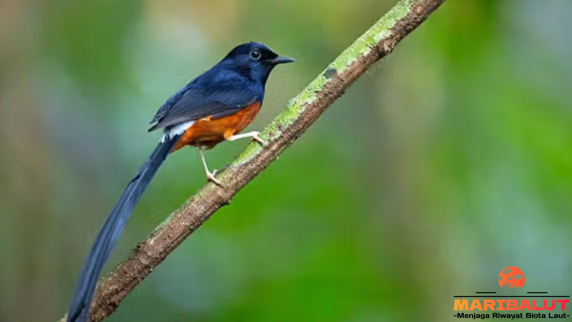 Burung Kucica Hutan: Peranannya dalam Ekosistem Alam Liar