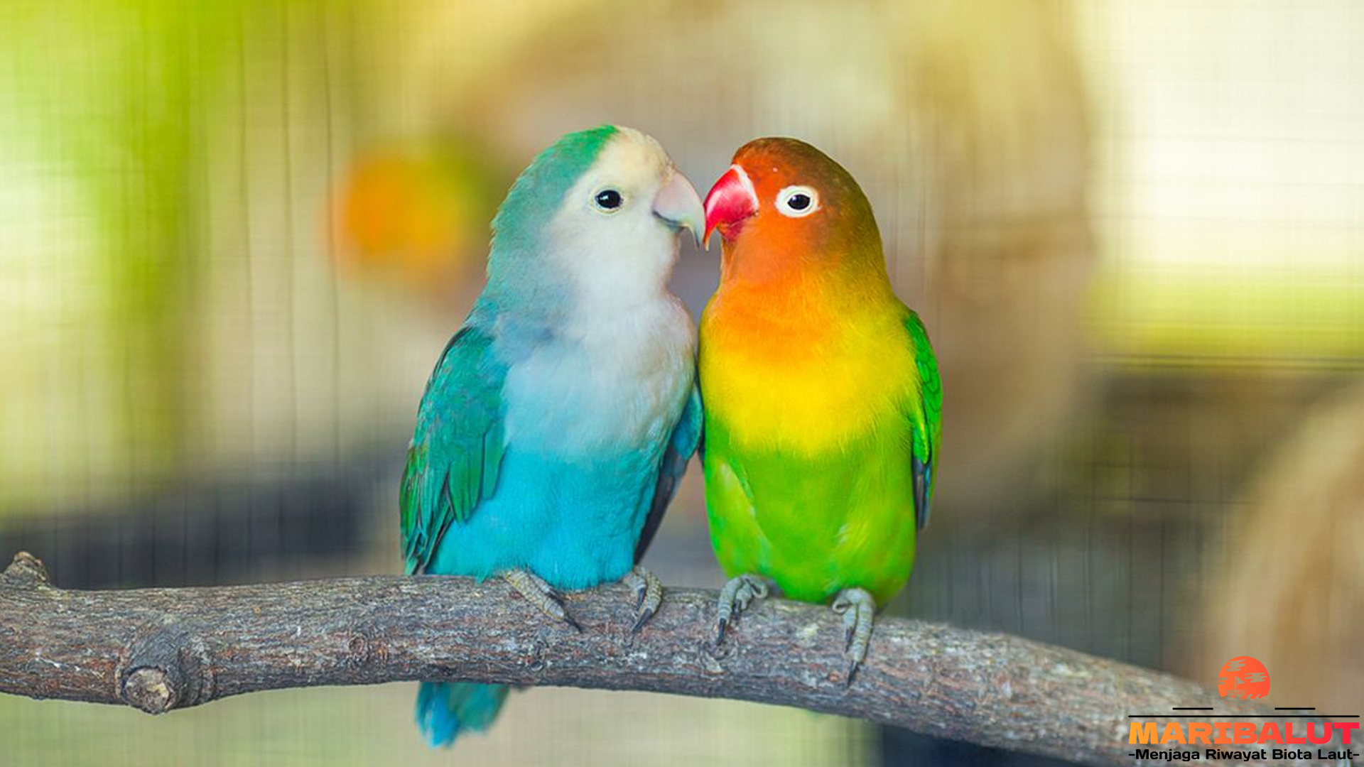 Pesona Burung Lovebird: Keindahan dan Keunikan di Dunia Aviari