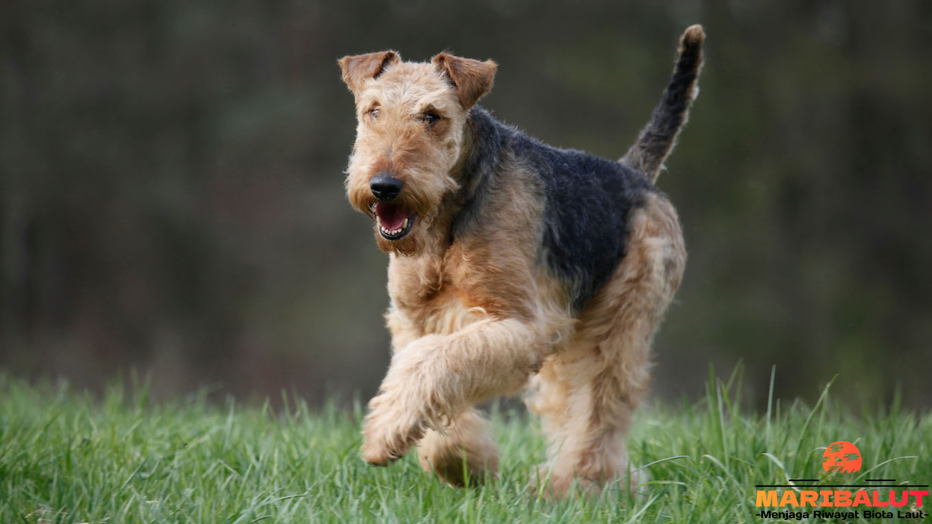 Fakta Menarik tentang Airedale Terrier yang Jarang Diketahui