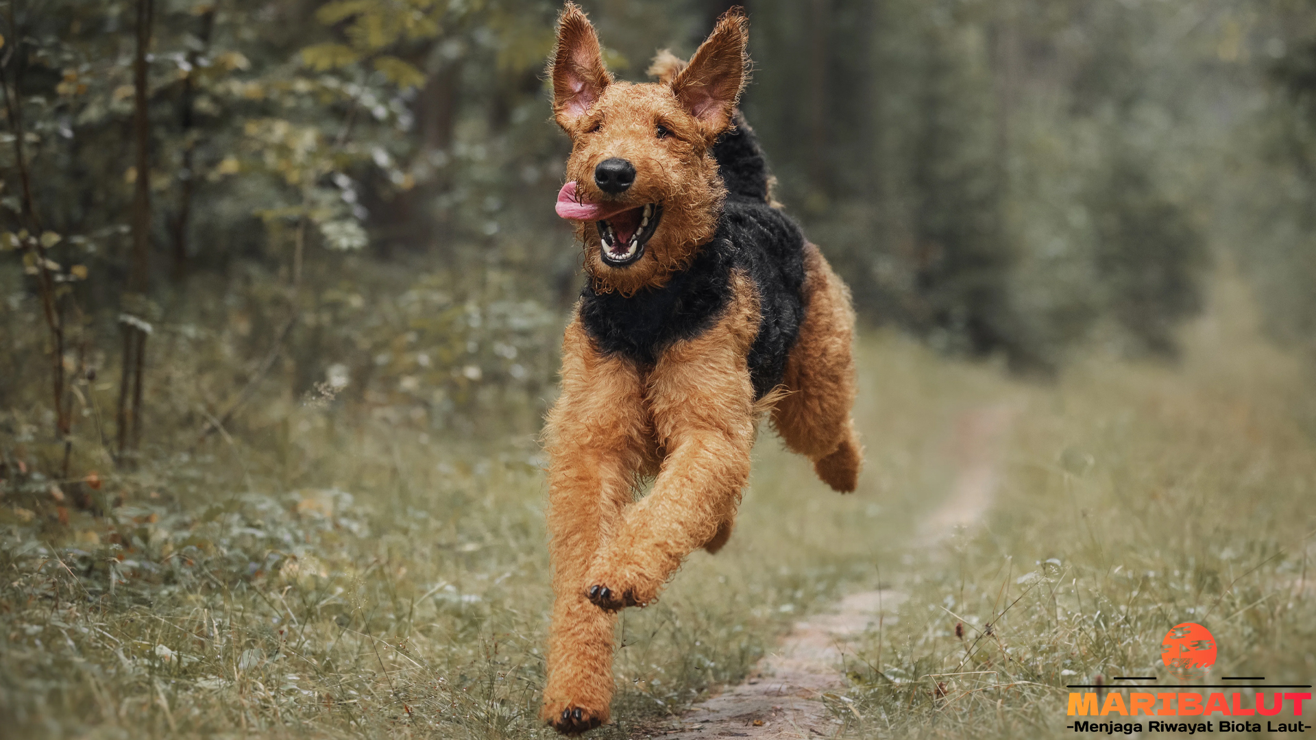 Fakta Menarik tentang Airedale Terrier yang Jarang Diketahui