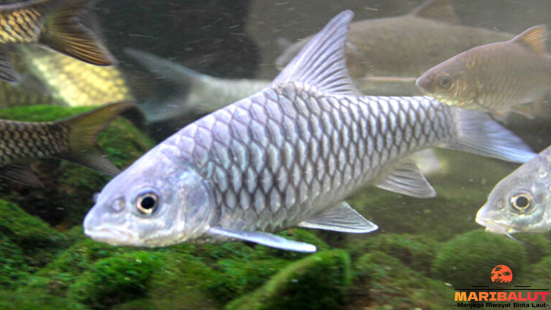 Ikan Semah: Keindahan dan Keunikan Spesies Air Tawar