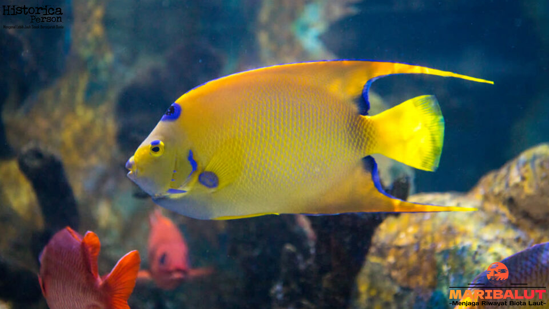 Menelusuri Keindahan Ikan Queen Angelfish di Lautan Biru