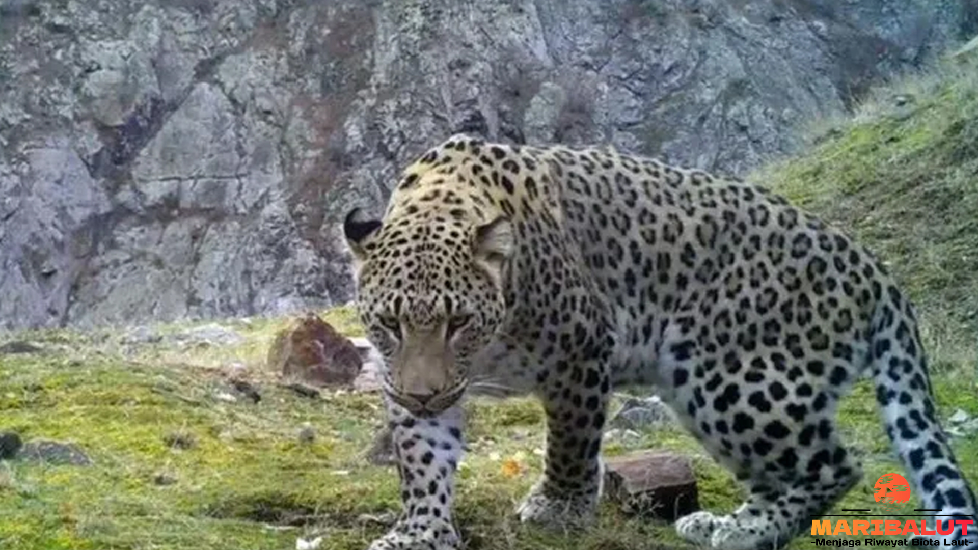 Mengungkap Kehidupan Macan Tutul Anatolia di Habitat Aslinya