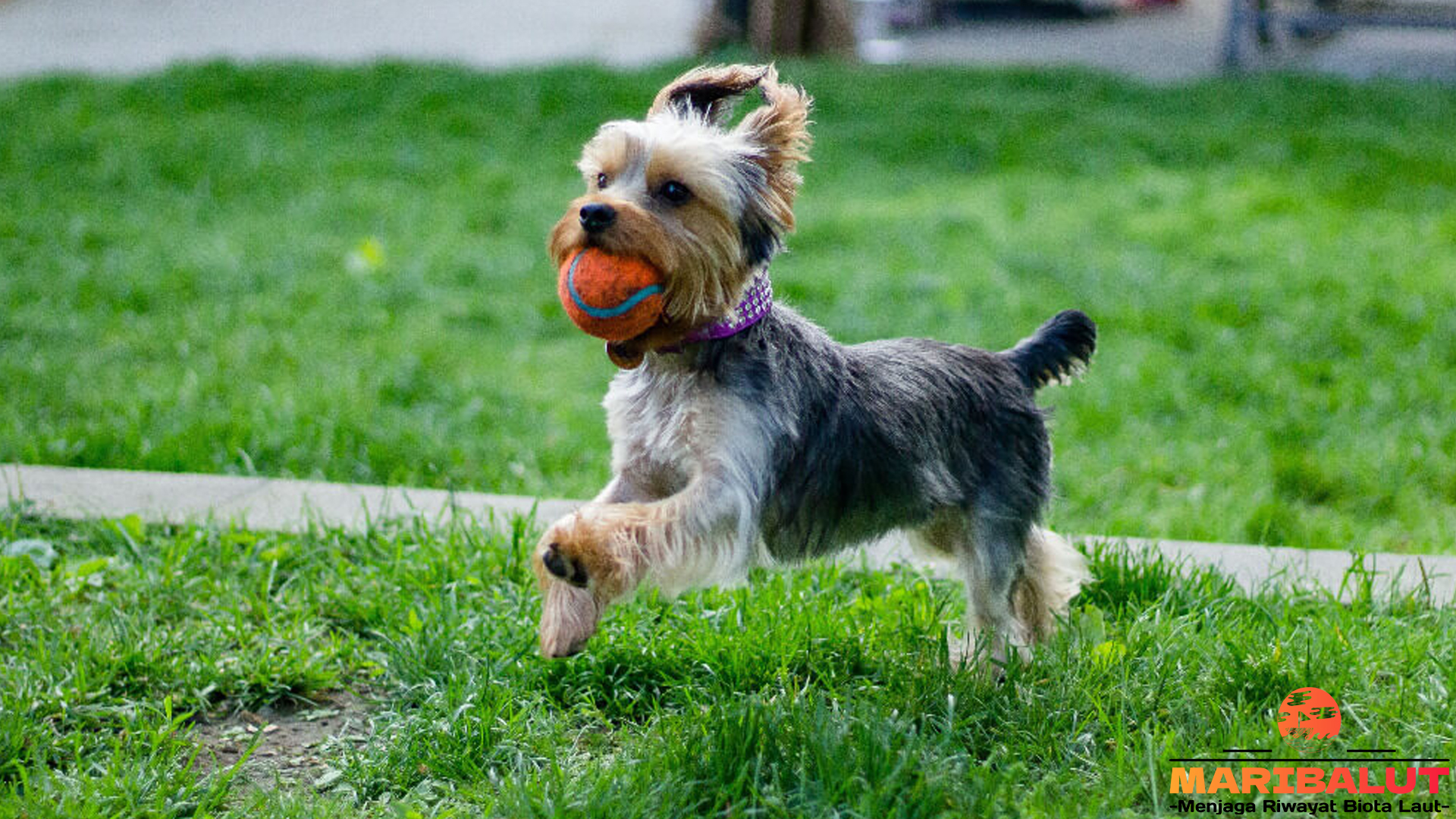 Keunikan dan Karakter Anjing Terrier Yorkshire yang Memikat