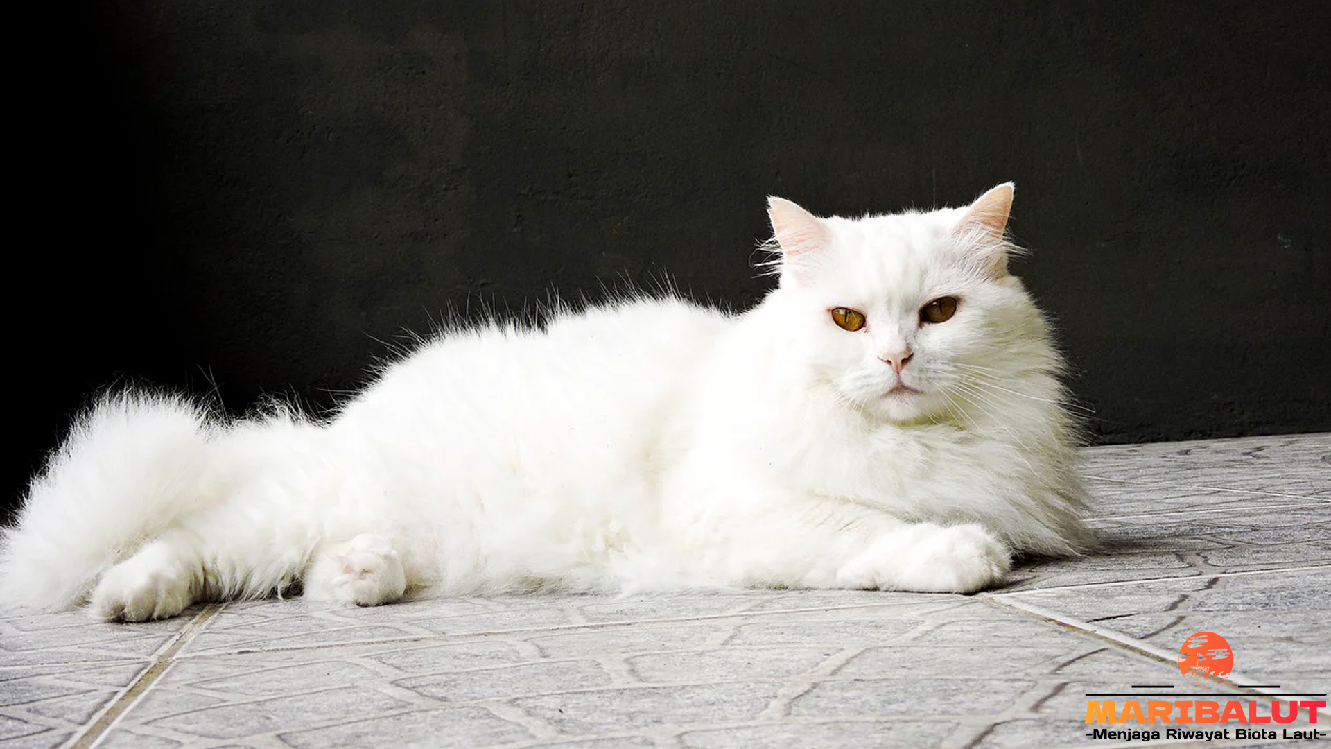 Kucing Anggora: Si Manis Berbulu Lembut yang Menggoda Hati
