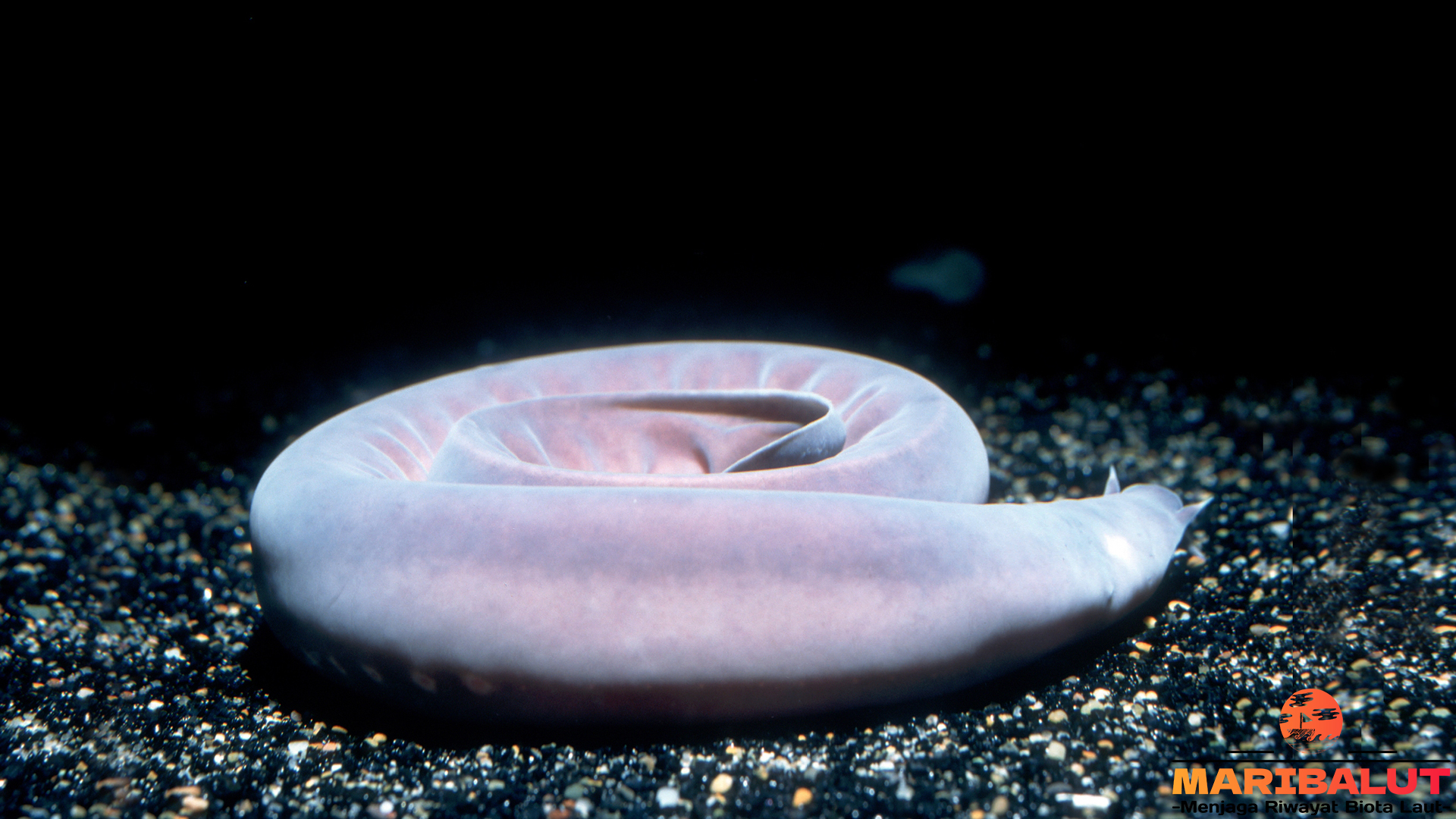 Keajaiban Alam: Peran Pacific Hagfish dalam Ekosistem Laut
