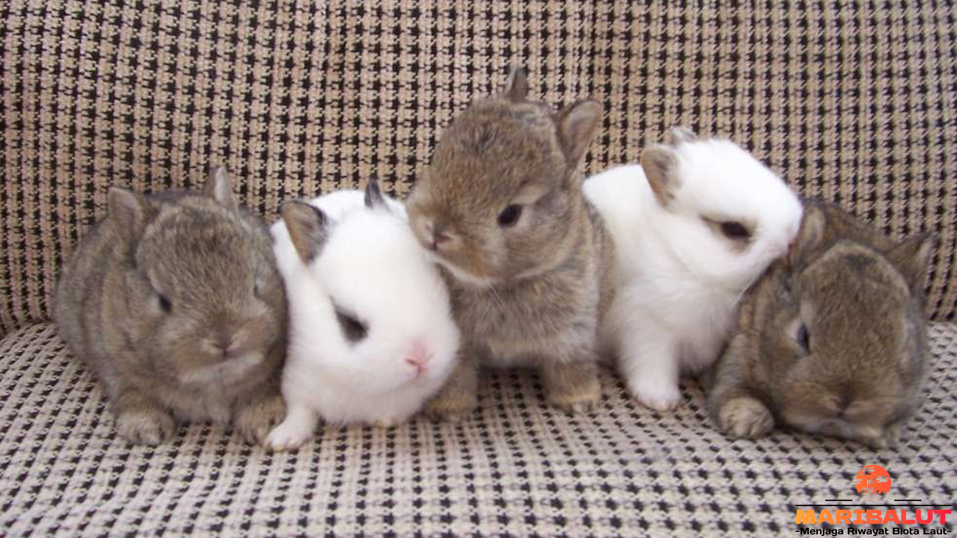 Kelinci Mini Lop: Karakteristik Fisik dan Sifat Unik yang Populer