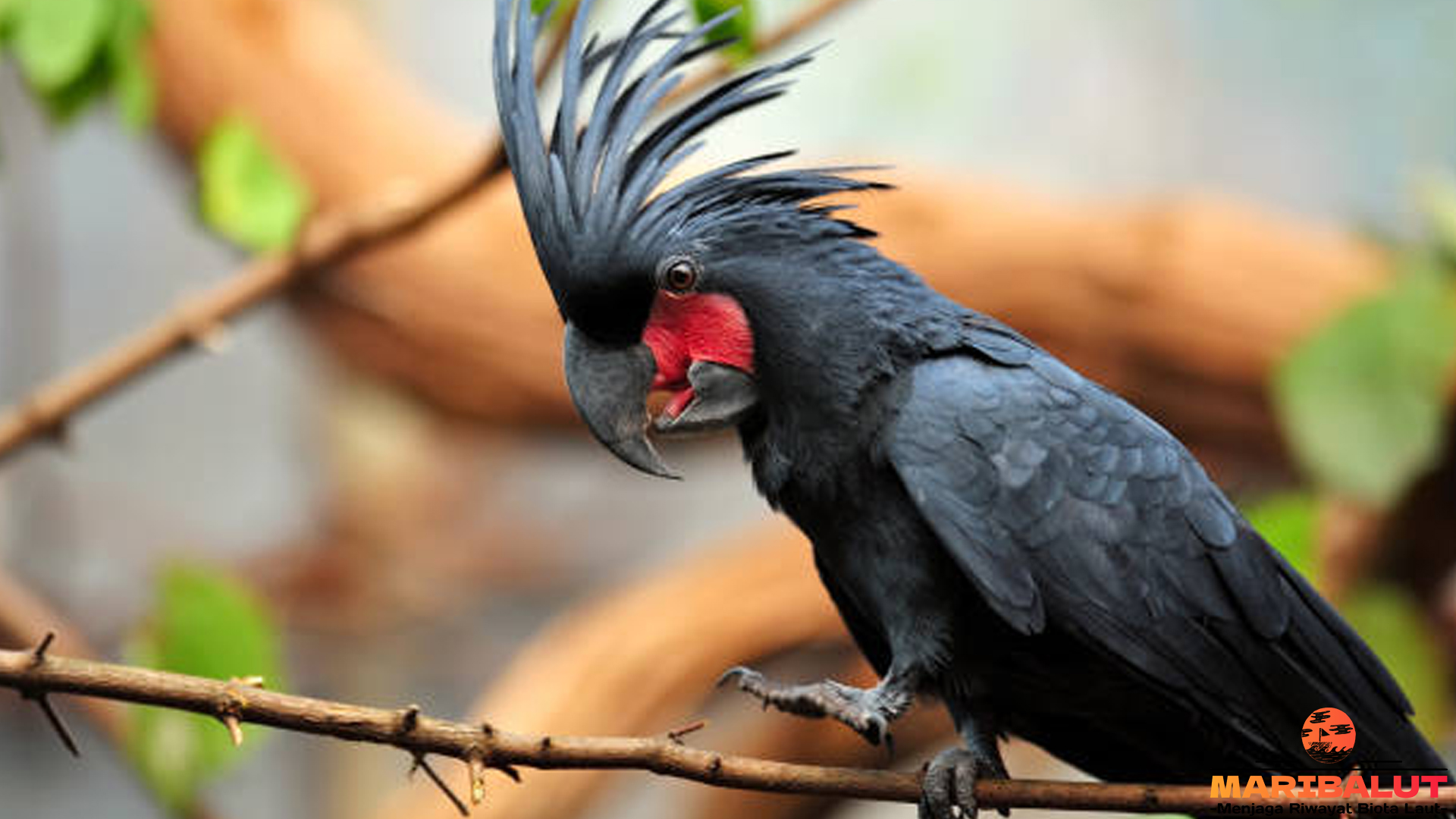 Kakatua Raja Hitam: Pesona Elegan Burung Langka dari Papua
