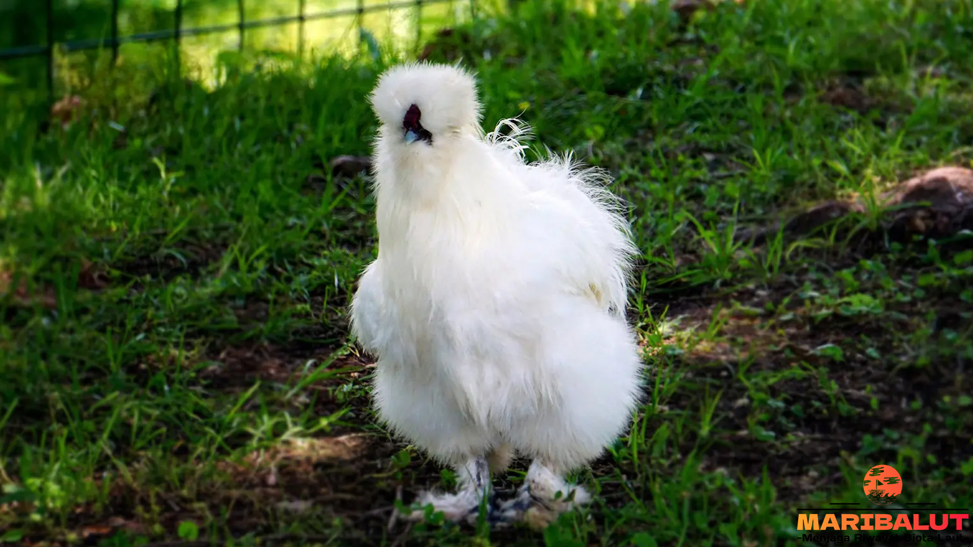 Ayam Kapas: Hewan Langka dengan Bulu yang Menakjubkan