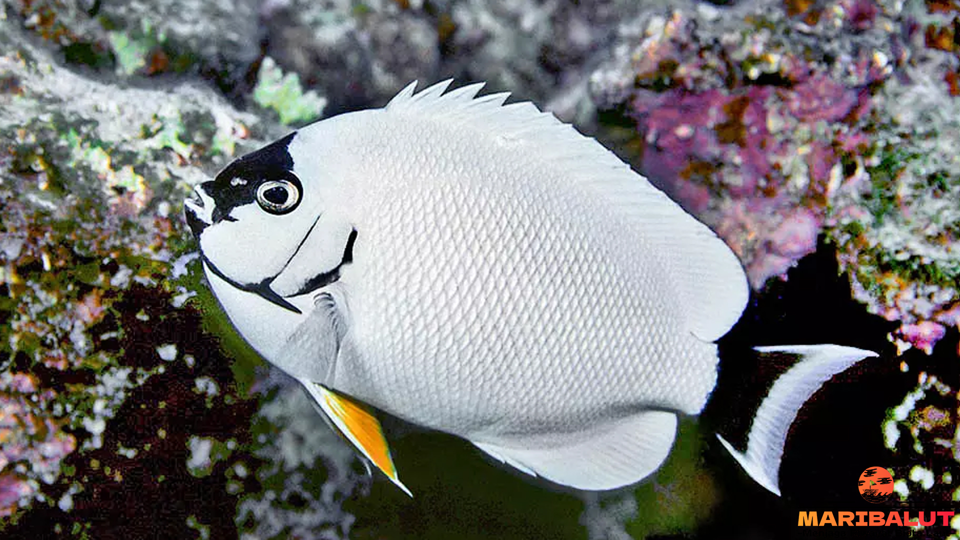 Karakteristik Unik Ikan Masked Angelfish dalam Ekosistem Laut