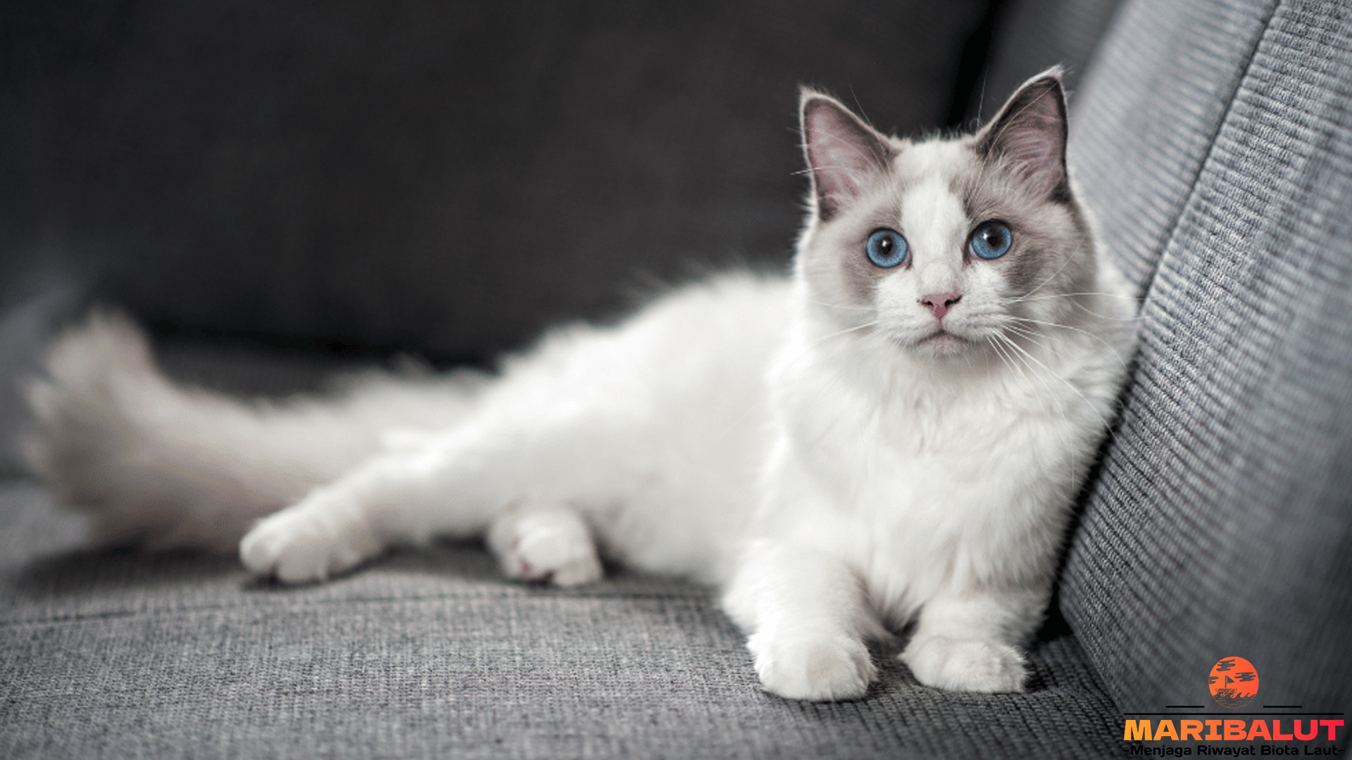 Kucing Ragdoll: Teman Manis dengan Kepribadian Memikat