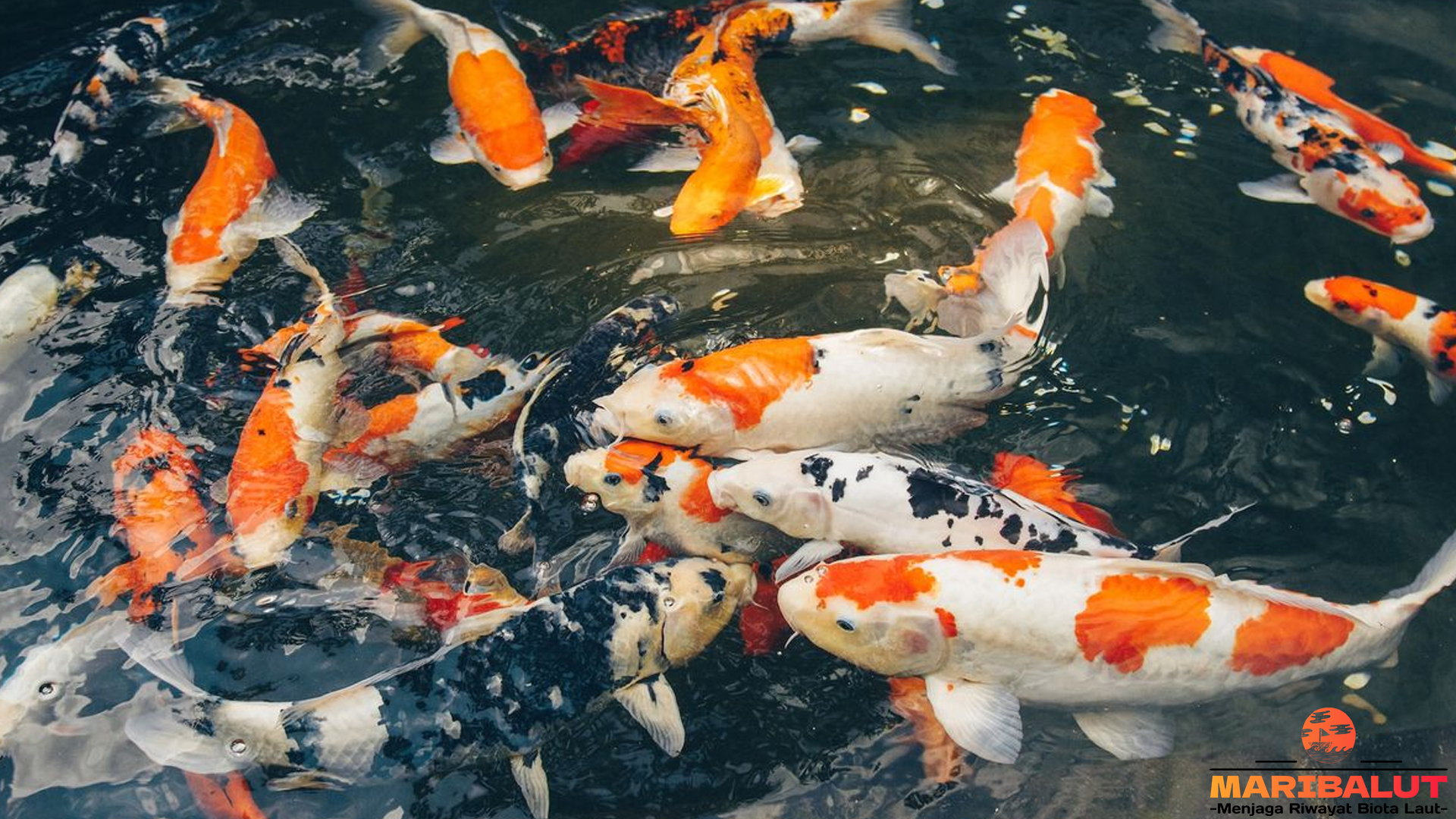 Ikan Koi: Keunikan dan Daya Tarik yang Membuatnya Istimewa