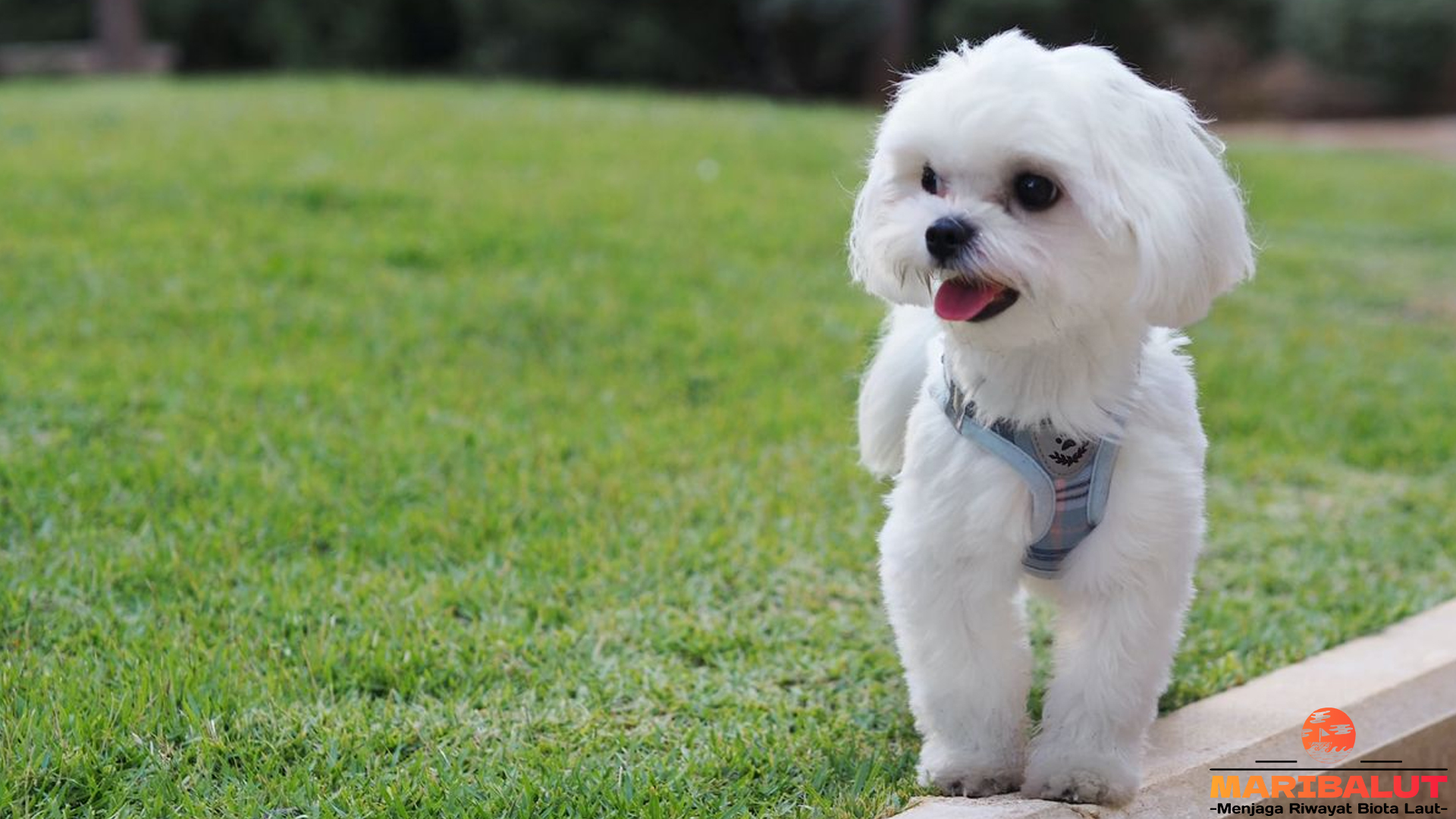 Keunikan Anjing Maltese: Dari Penampilan Hingga Kepribadian