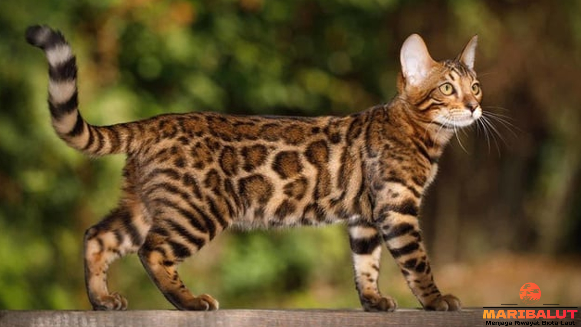 Mengenal Kucing Bengal: Macan Mini dengan Kepribadian Menarik