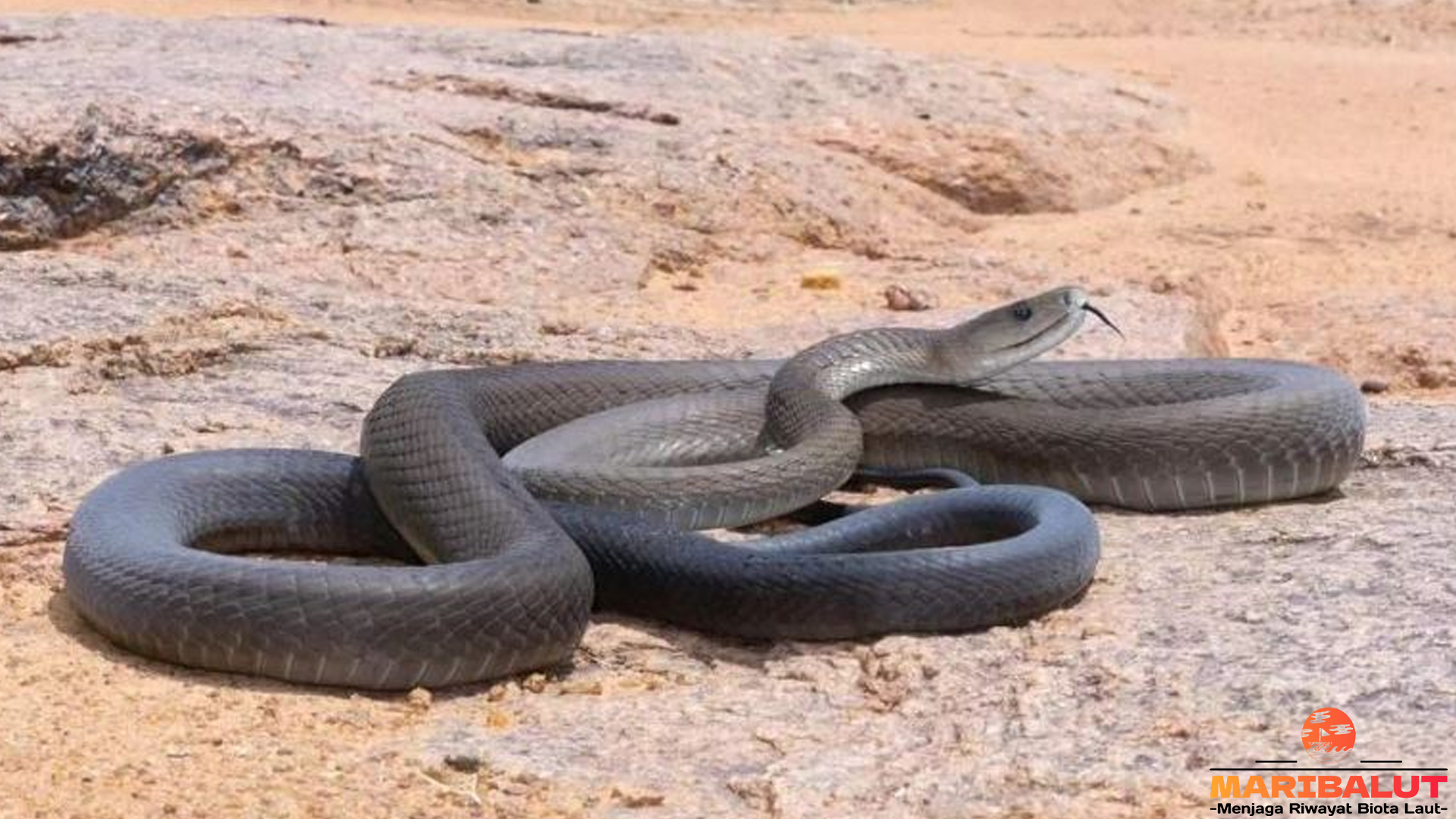 Mengungkap Kecepatan dan Kekuatan Ular Mamba Hitam