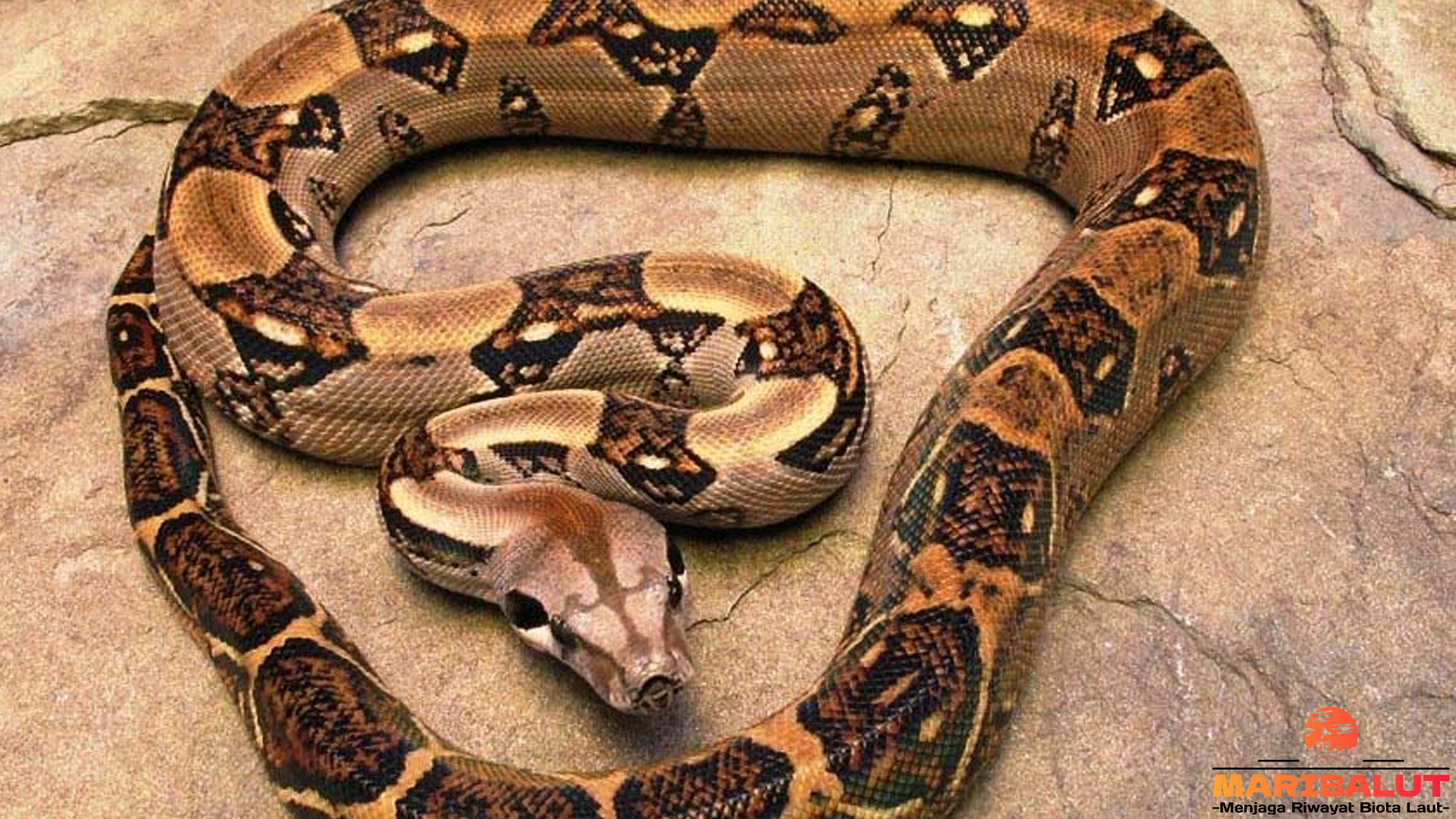 Ular Boa Pembelit: Kehebatan Alam dalam Mengendalikan Mangsa