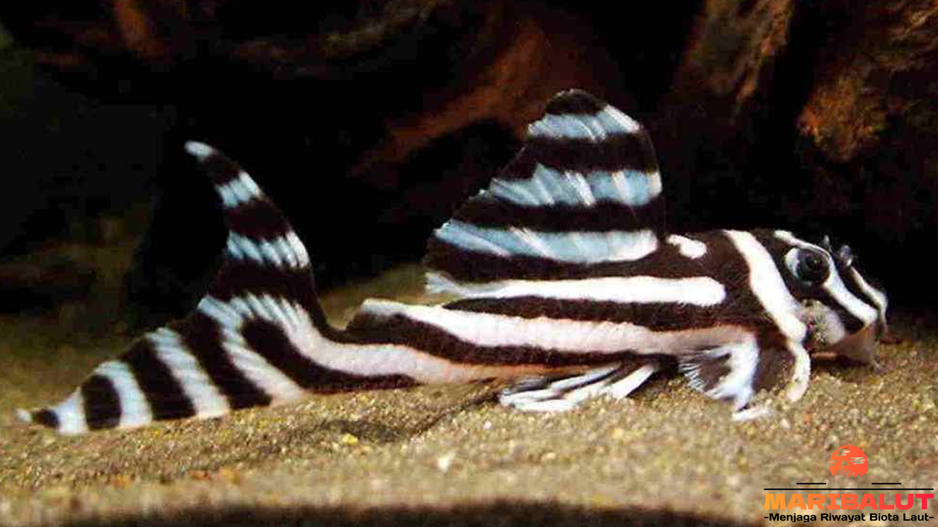 Mengenal Ikan Zebra Pleco: Si Pencuri Hati yang Menawan