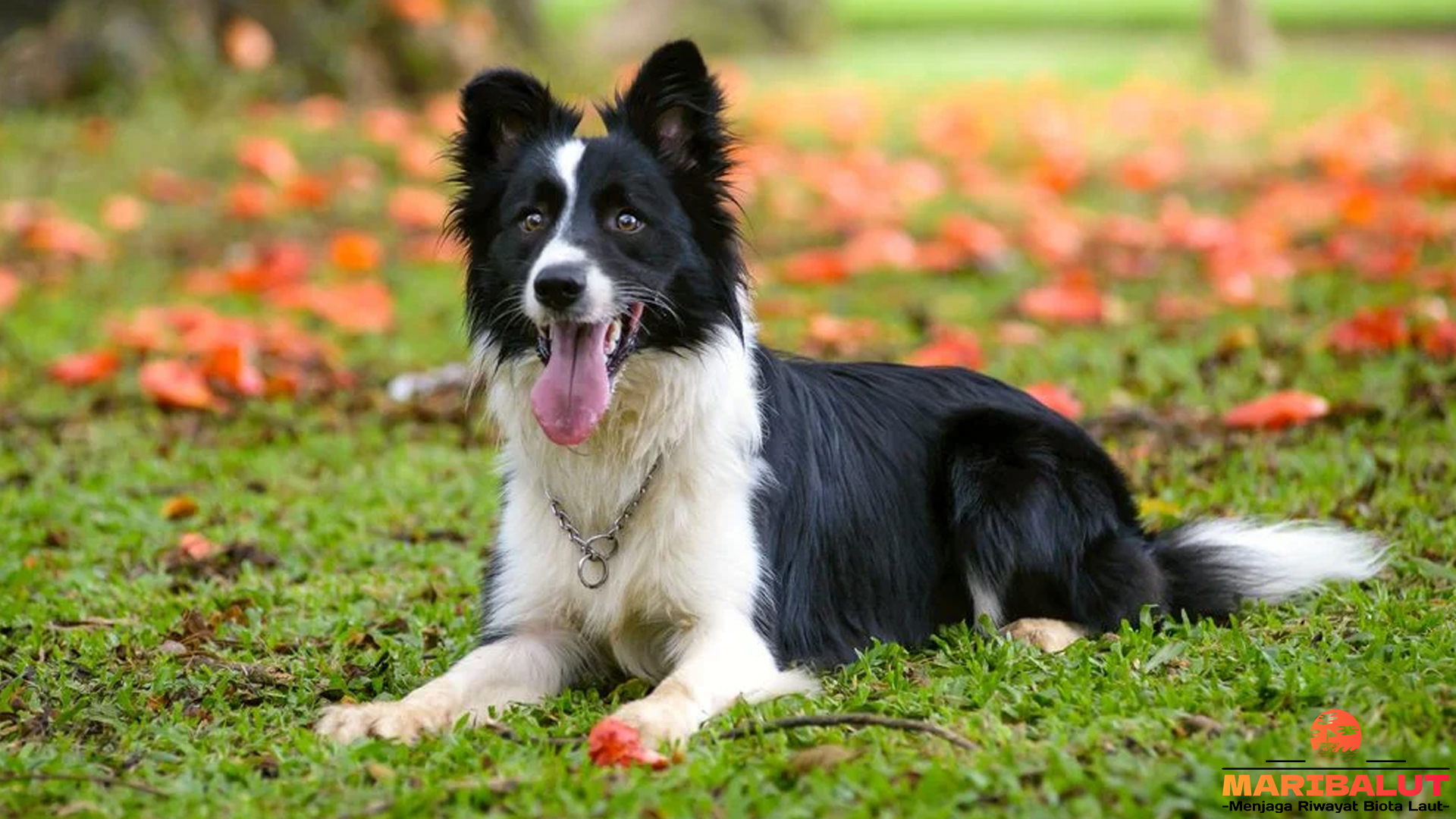 Mengenal Border Collie: Si Pintar yang Memiliki Segudang Talenta