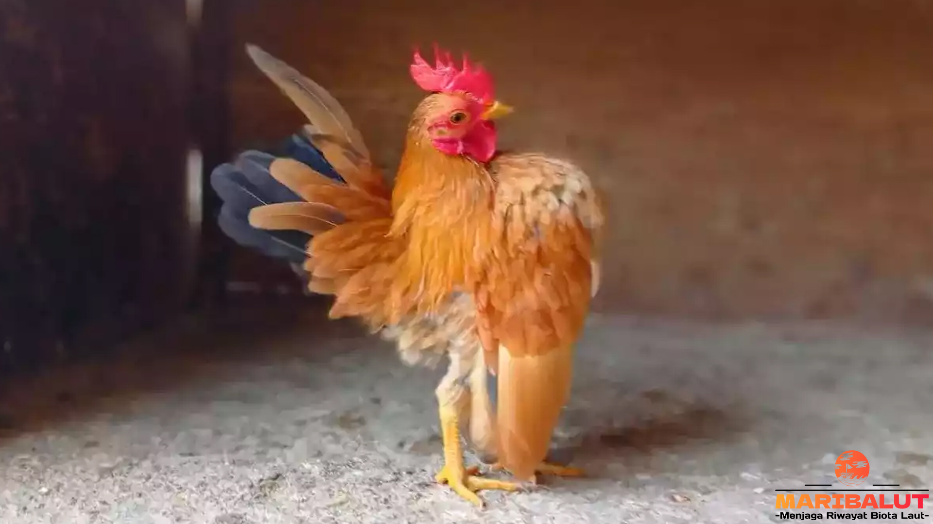 Menelisik Keindahan Ayam Serama: Si Ayam Kecil yang Berkelas