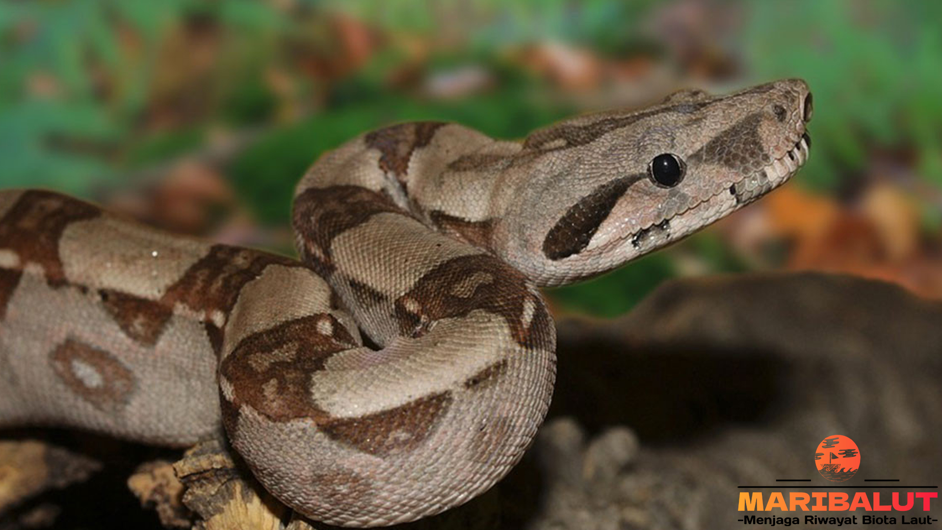Ular Boidae: Predator Misterius yang Tersembunyi di Alam Liar