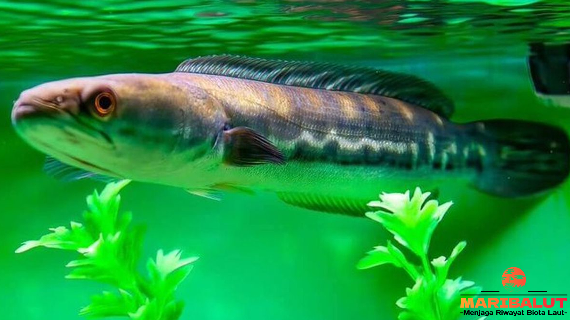 Ikan Toman: Keistimewaan dan Keunikan Predator dari Sungai