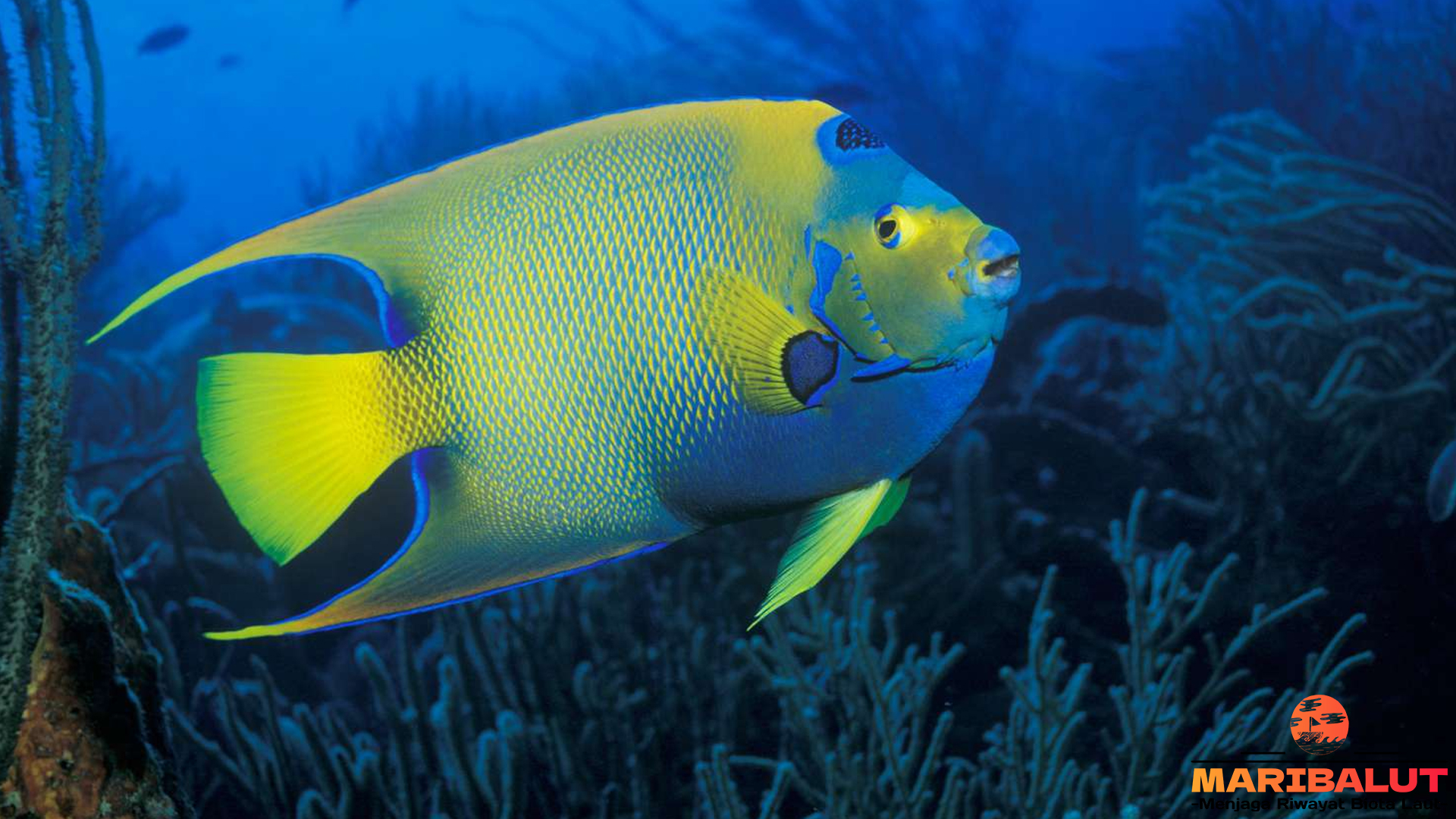 Menelusuri Keindahan Ikan Queen Angelfish di Lautan Biru