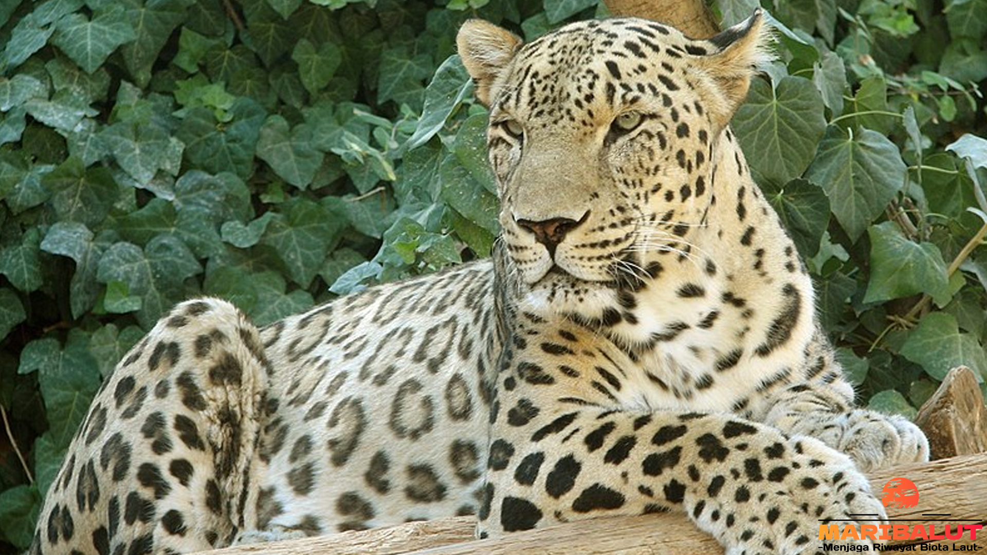 Mengungkap Kehidupan Macan Tutul Anatolia di Habitat Aslinya