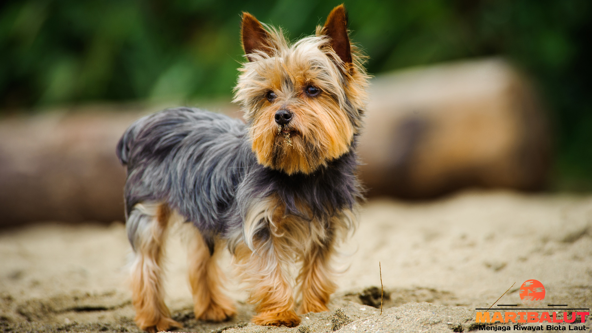 Keunikan dan Karakter Anjing Terrier Yorkshire yang Memikat