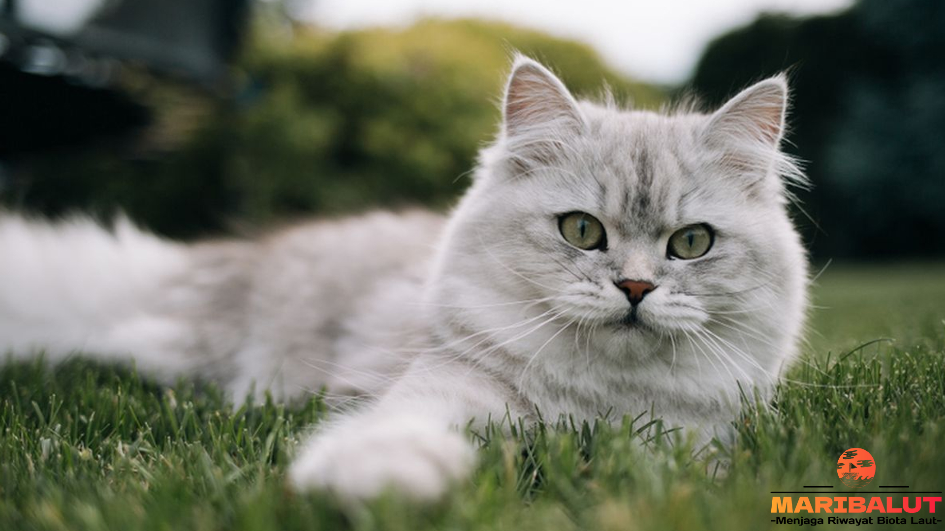 Kucing Anggora: Si Manis Berbulu Lembut yang Menggoda Hati