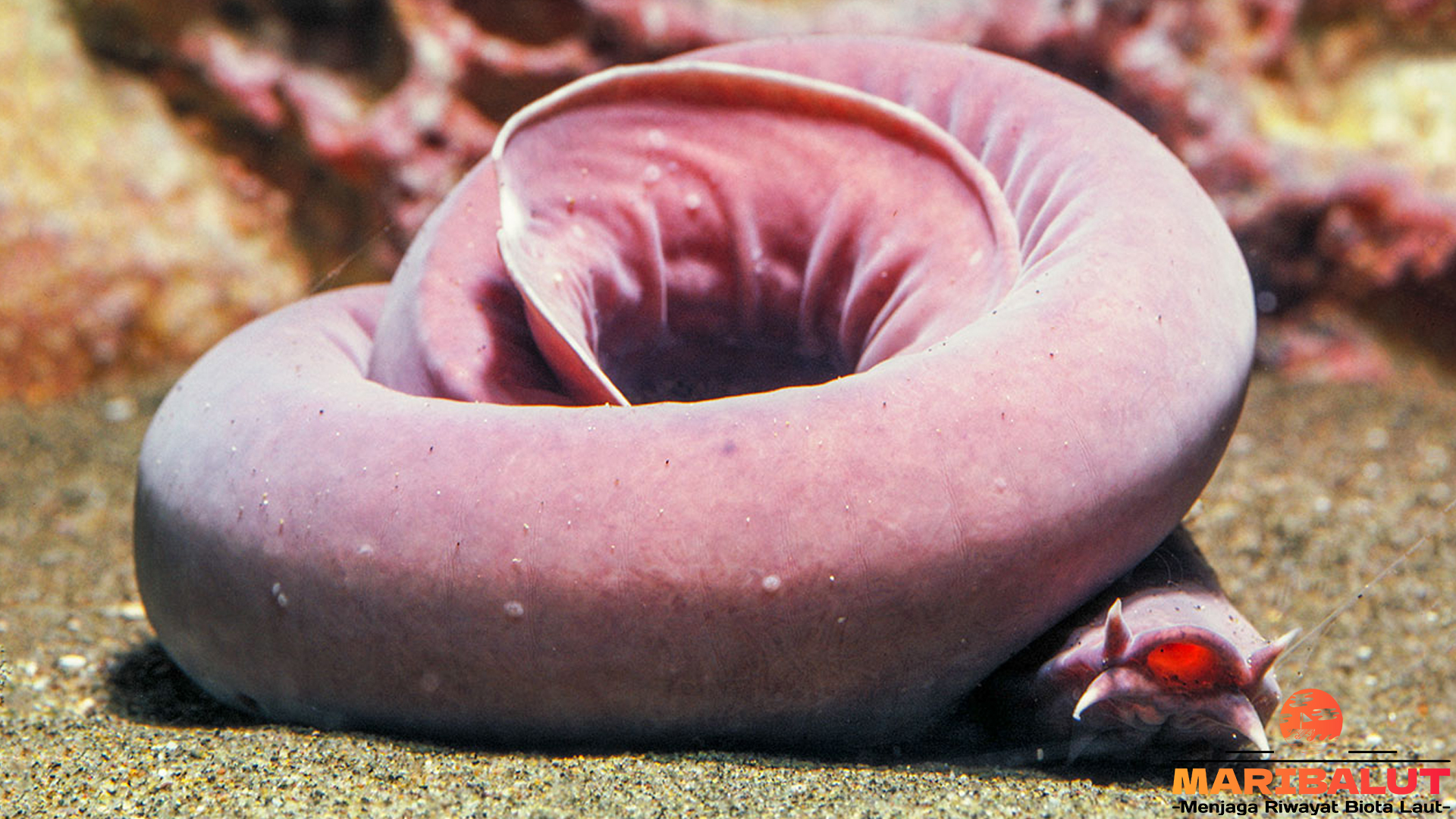 Keajaiban Alam: Peran Pacific Hagfish dalam Ekosistem Laut