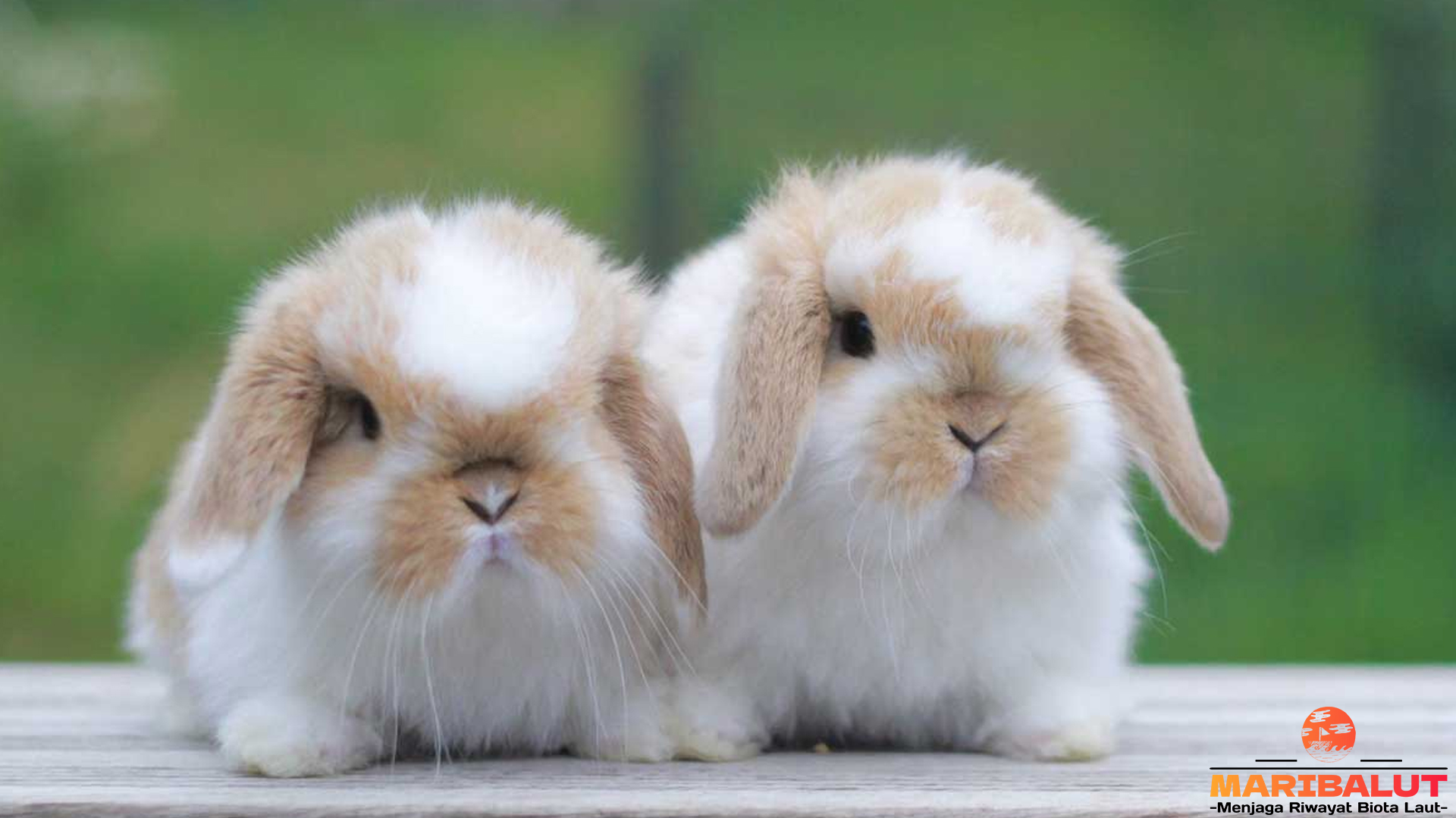 Kelinci Mini Lop: Karakteristik Fisik dan Sifat Unik yang Populer