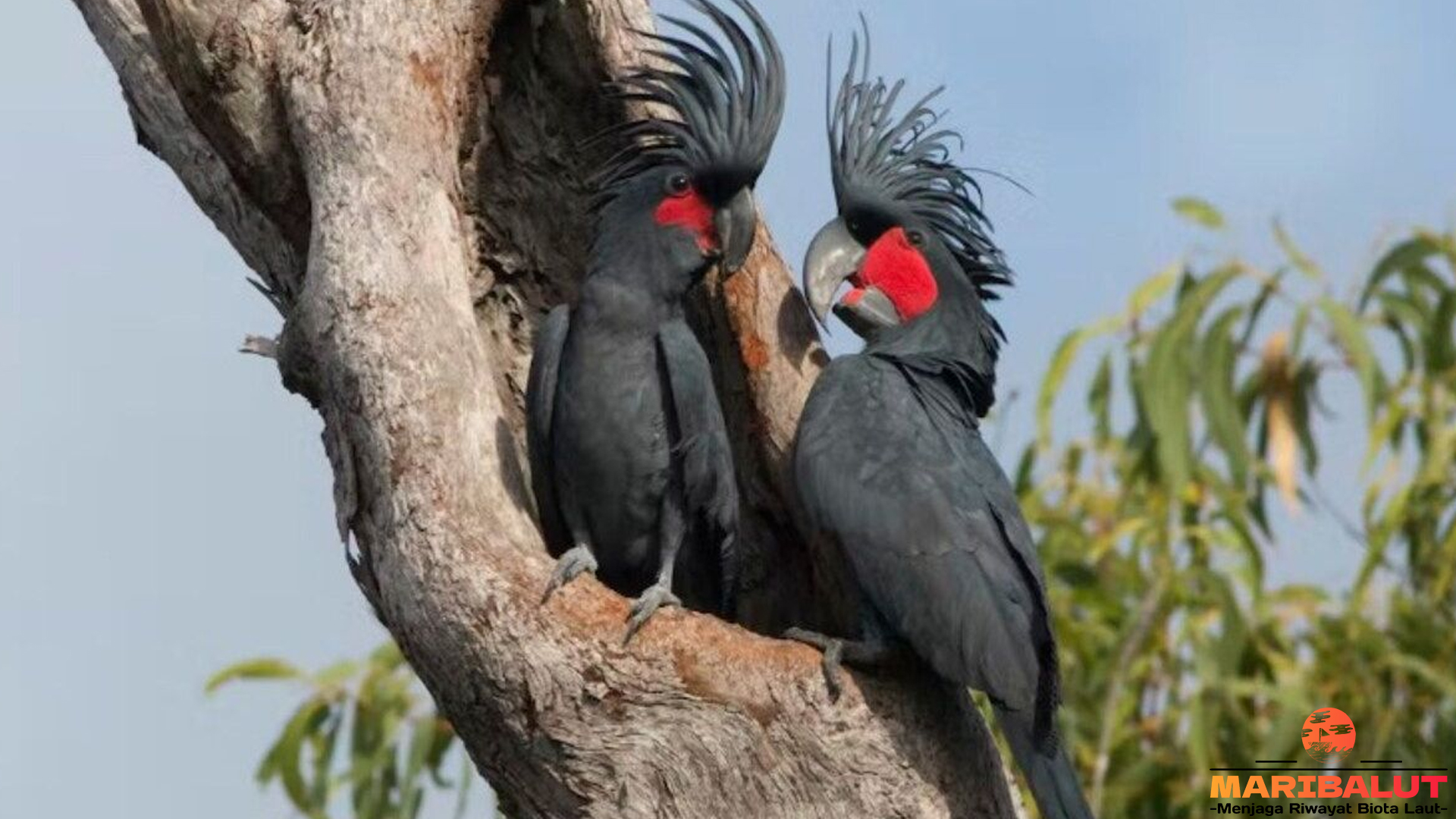 Kakatua Raja Hitam: Pesona Elegan Burung Langka dari Papua