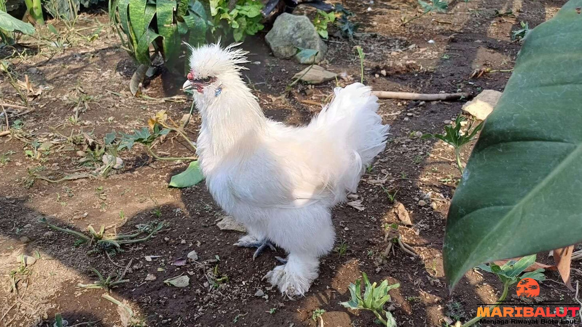 Ayam Kapas: Hewan Langka dengan Bulu yang Menakjubkan