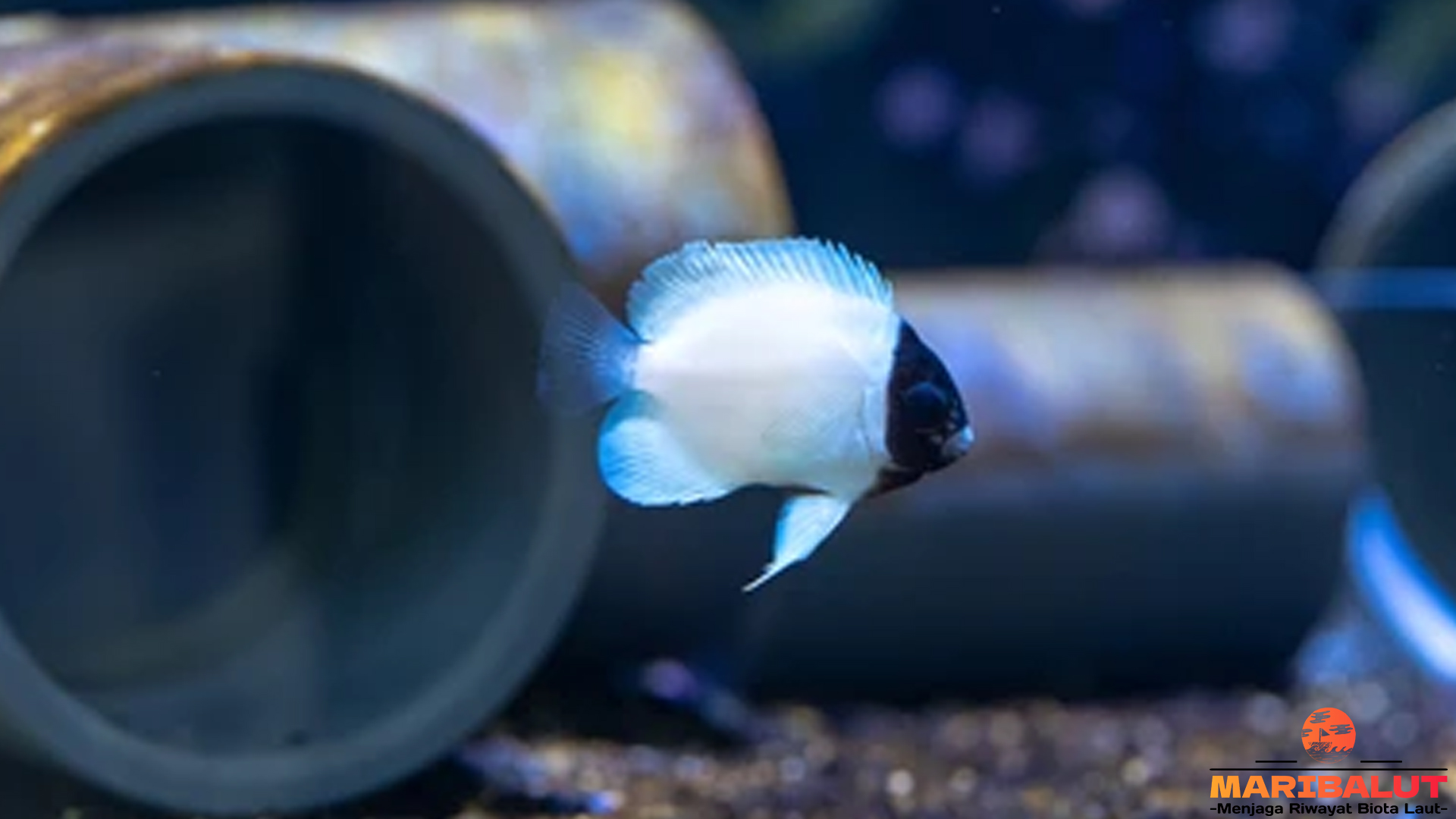 Karakteristik Unik Ikan Masked Angelfish dalam Ekosistem Laut
