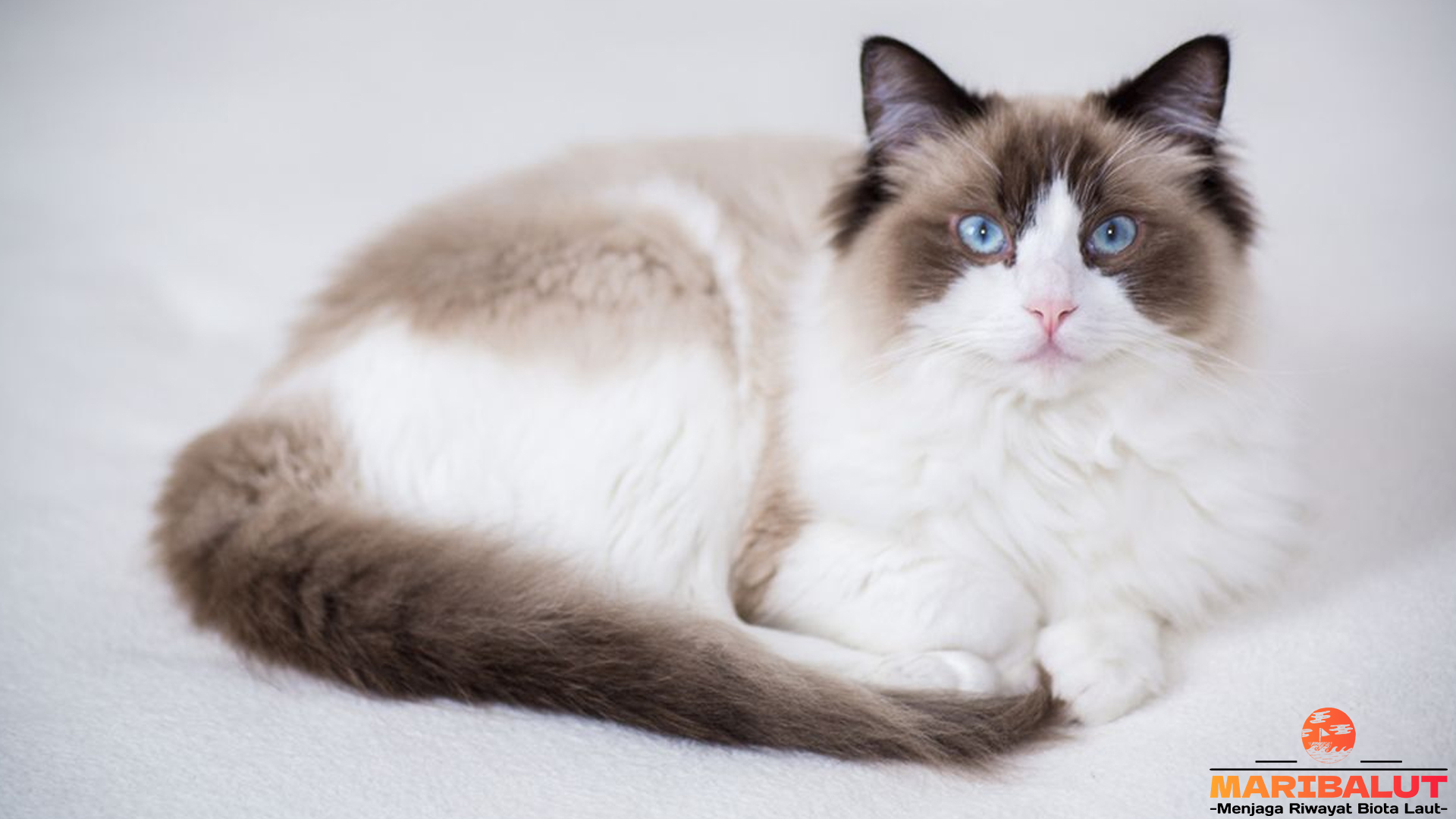 Kucing Ragdoll: Teman Manis dengan Kepribadian Memikat