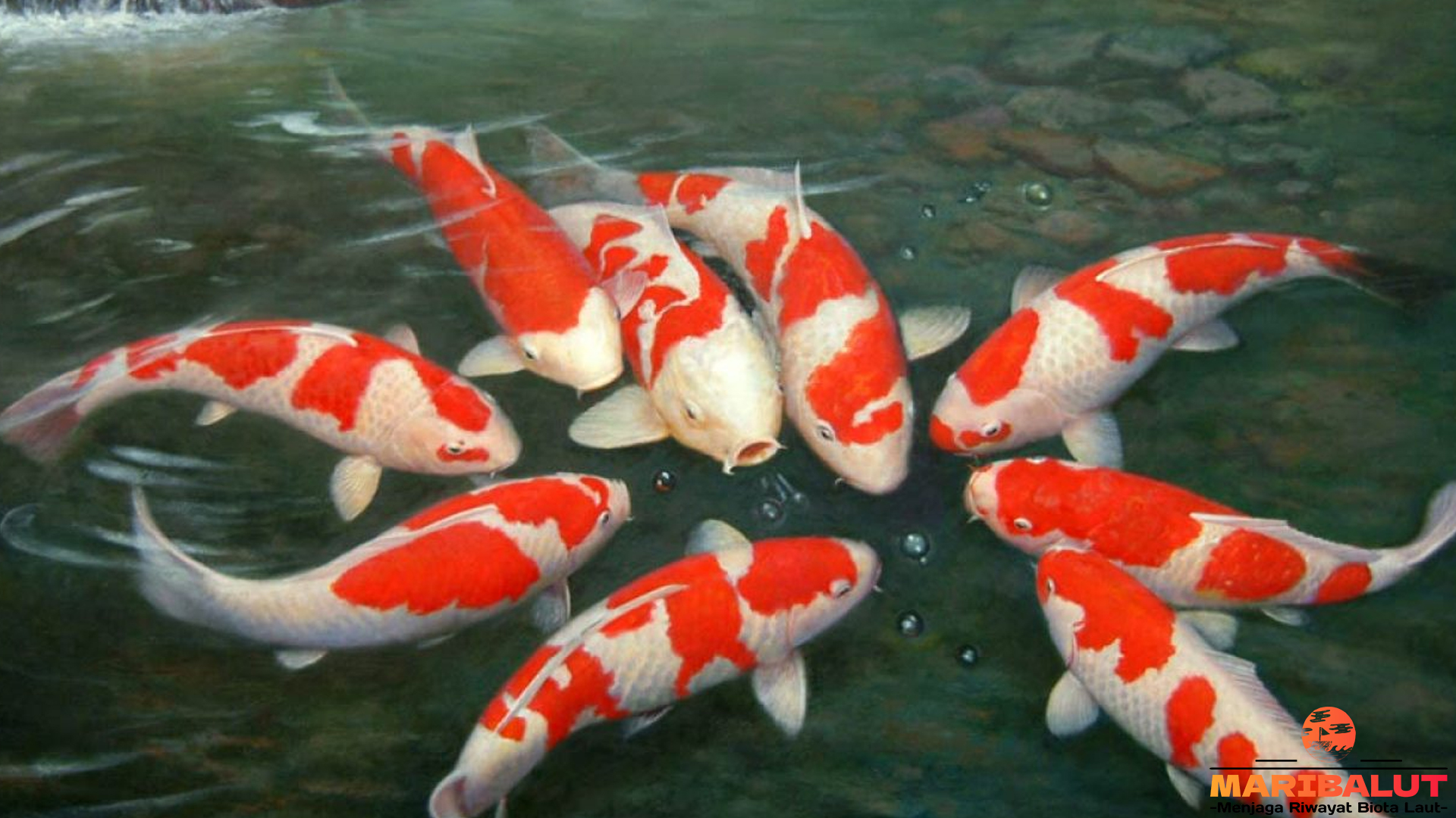 Ikan Koi: Keunikan dan Daya Tarik yang Membuatnya Istimewa