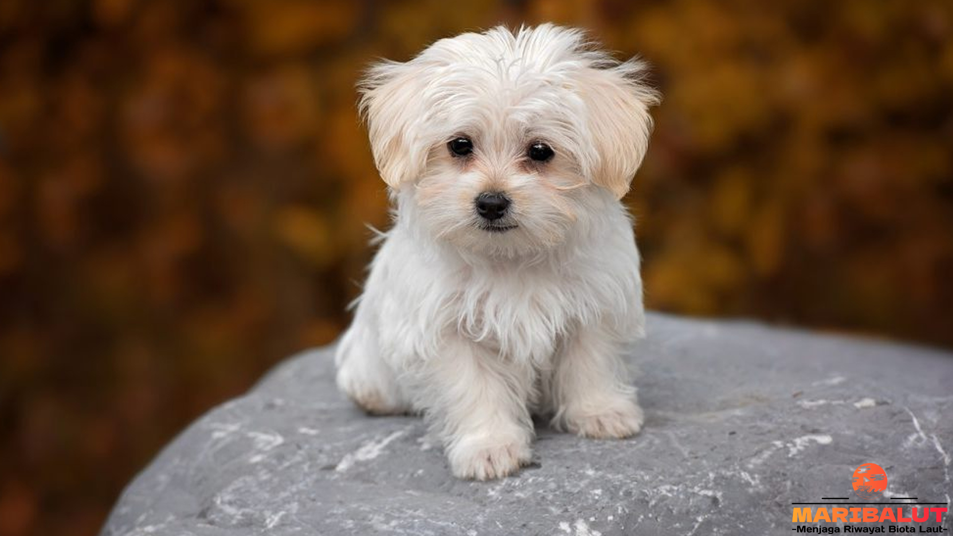Keunikan Anjing Maltese: Dari Penampilan Hingga Kepribadian