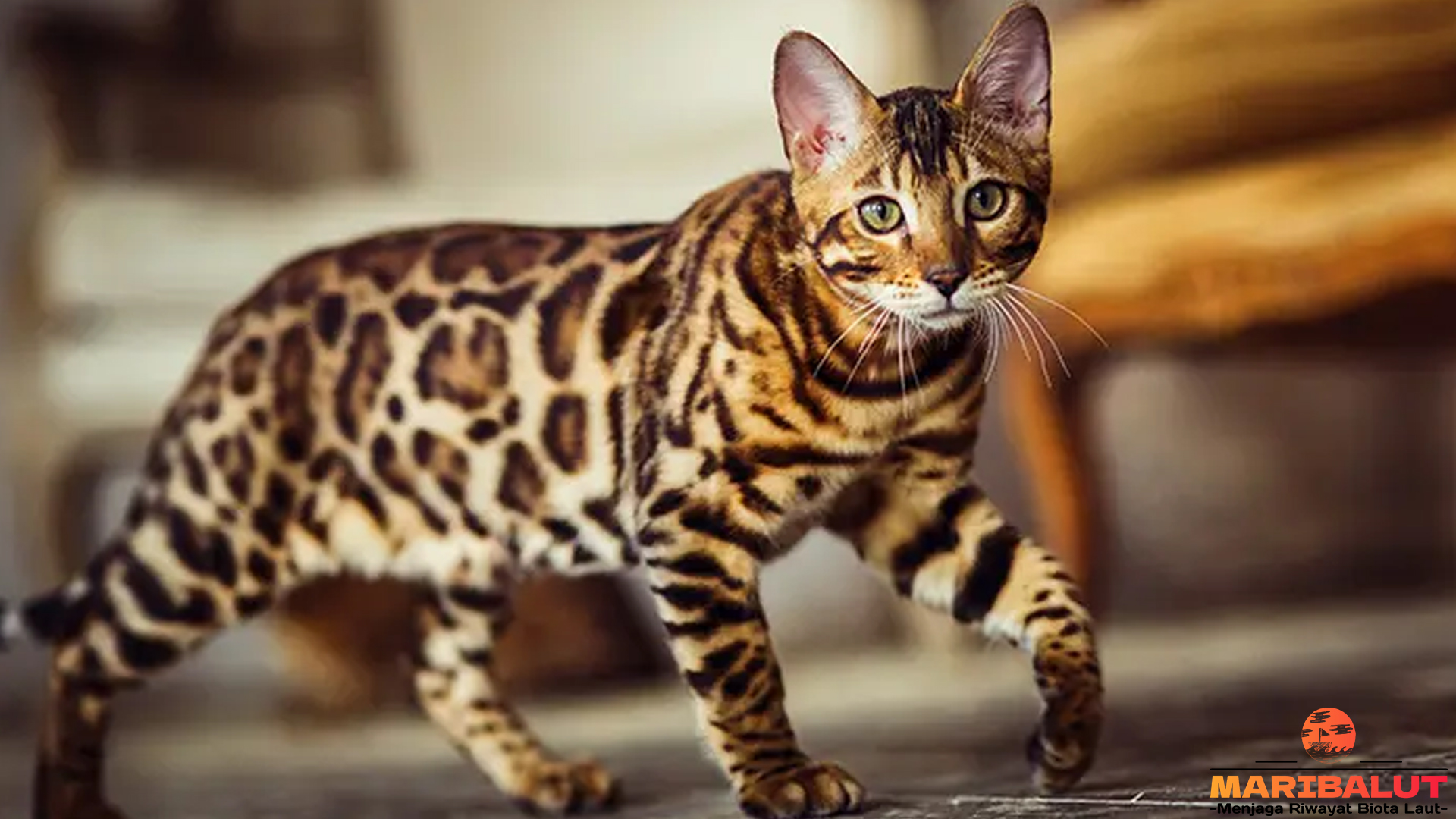 Mengenal Kucing Bengal: Macan Mini dengan Kepribadian Menarik