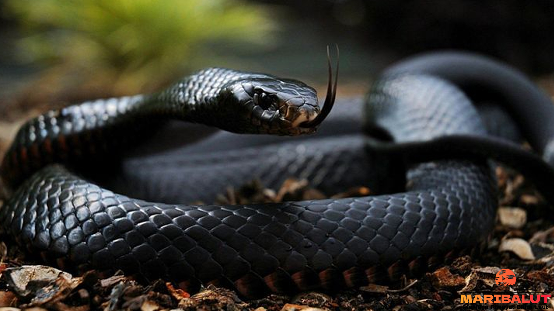 Mengungkap Kecepatan dan Kekuatan Ular Mamba Hitam