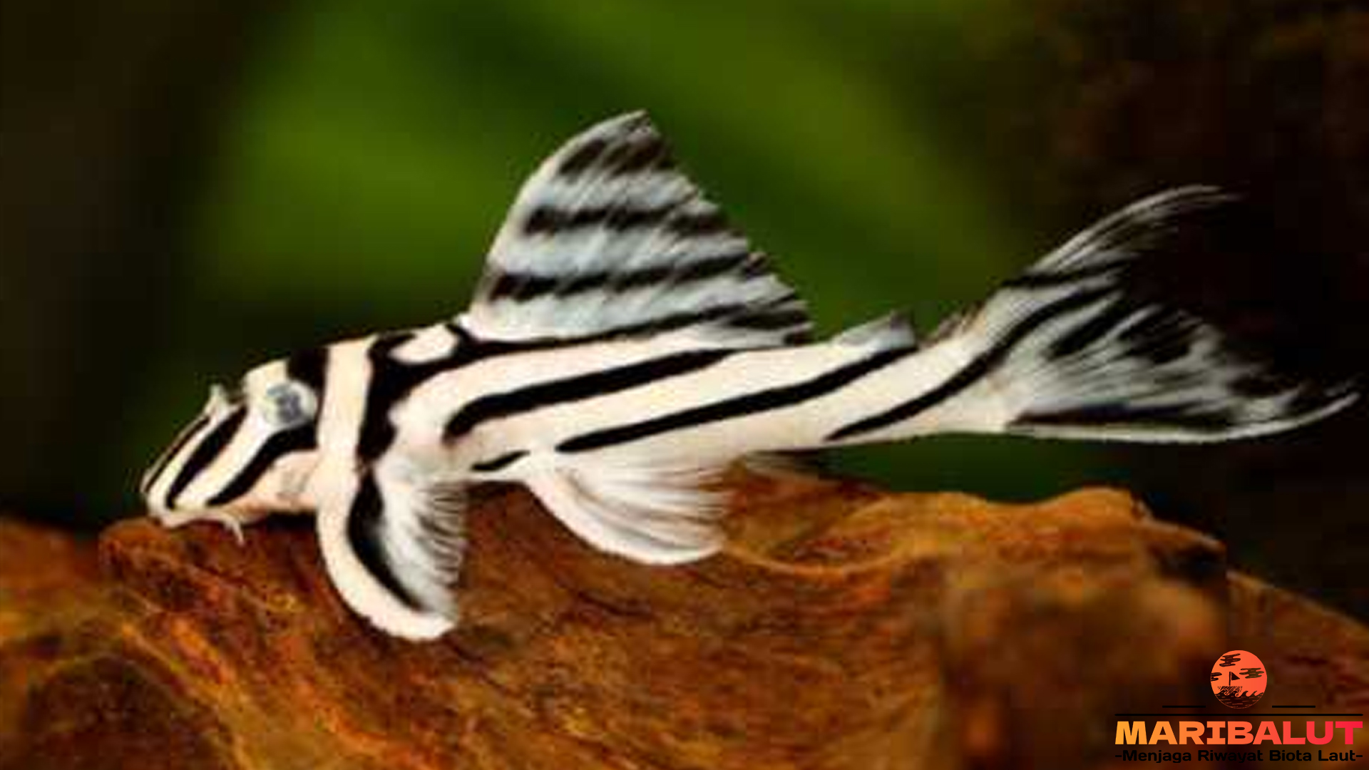 Mengenal Ikan Zebra Pleco: Si Pencuri Hati yang Menawan