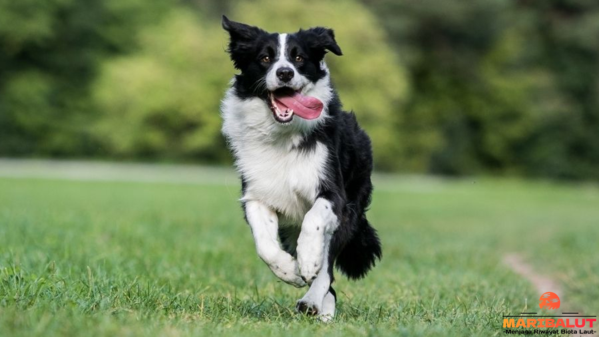Mengenal Border Collie: Si Pintar yang Memiliki Segudang Talenta