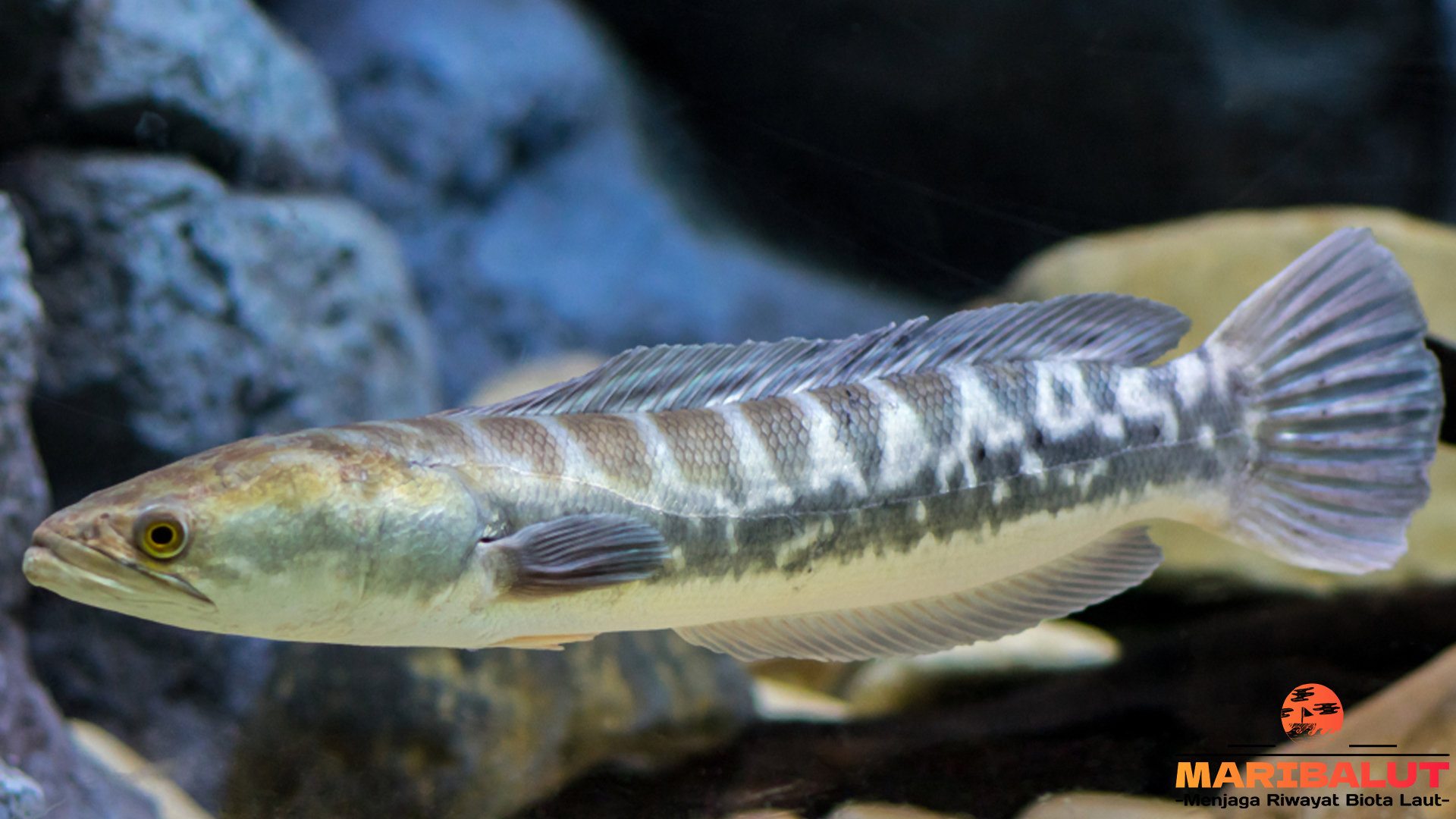 Ikan Toman: Keistimewaan dan Keunikan Predator dari Sungai
